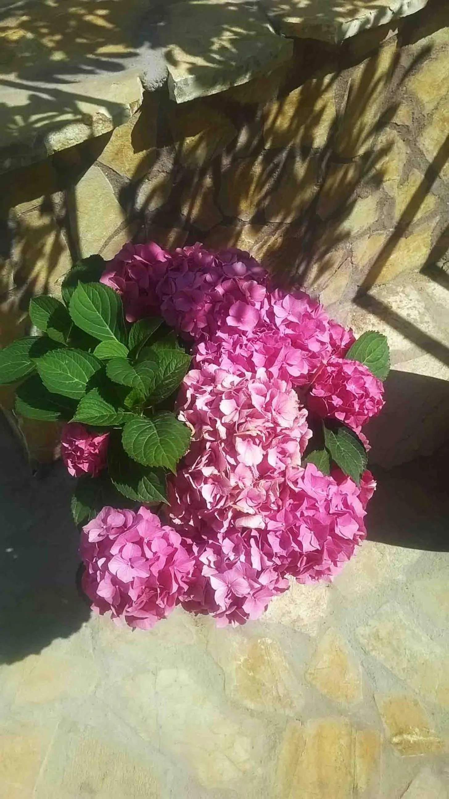 Spring in ABC Sweet Home