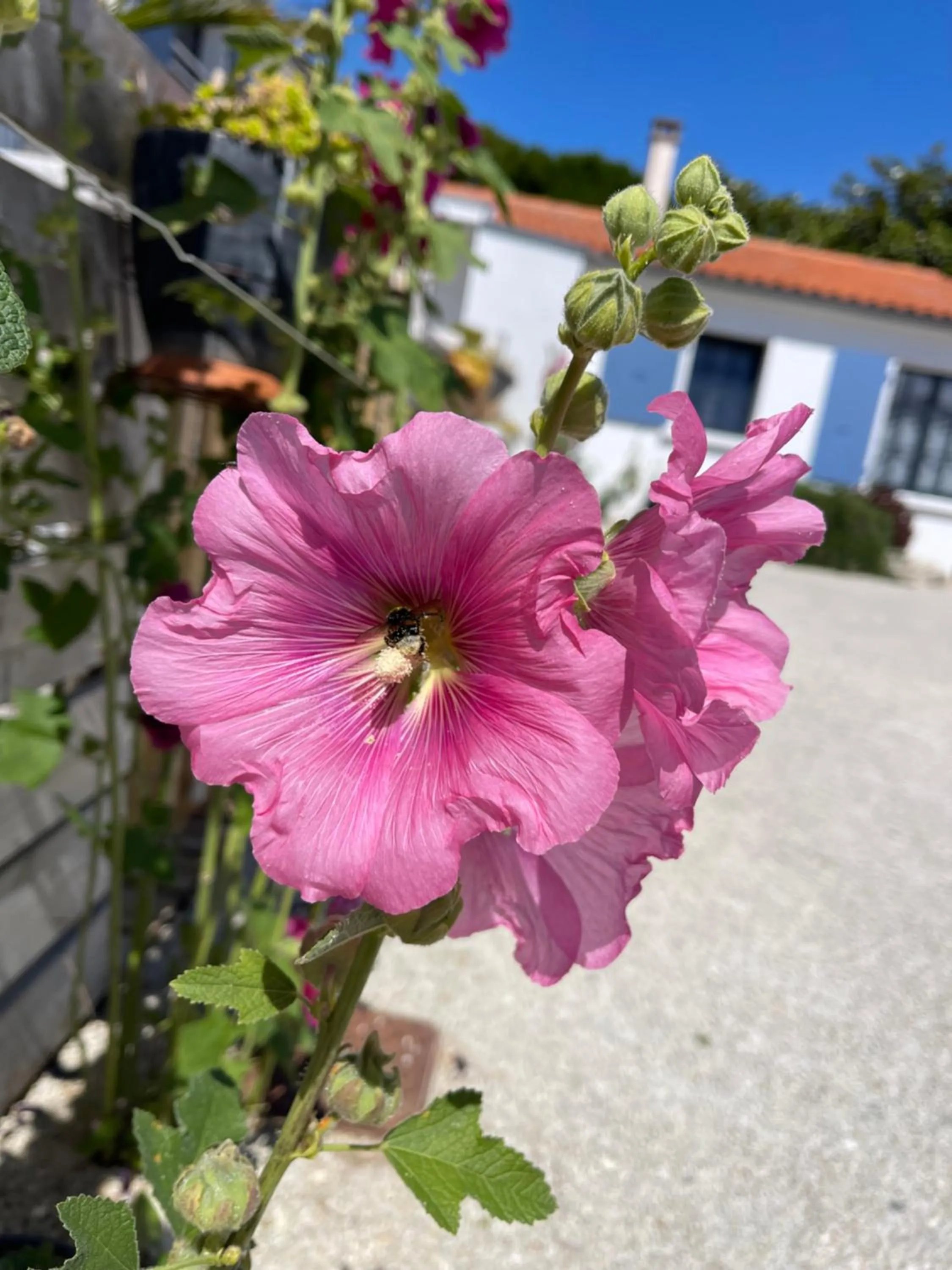 Day in Clos des Aigrettes -6 Gîtes de charme et confort à 30m du Port de La Cotinière