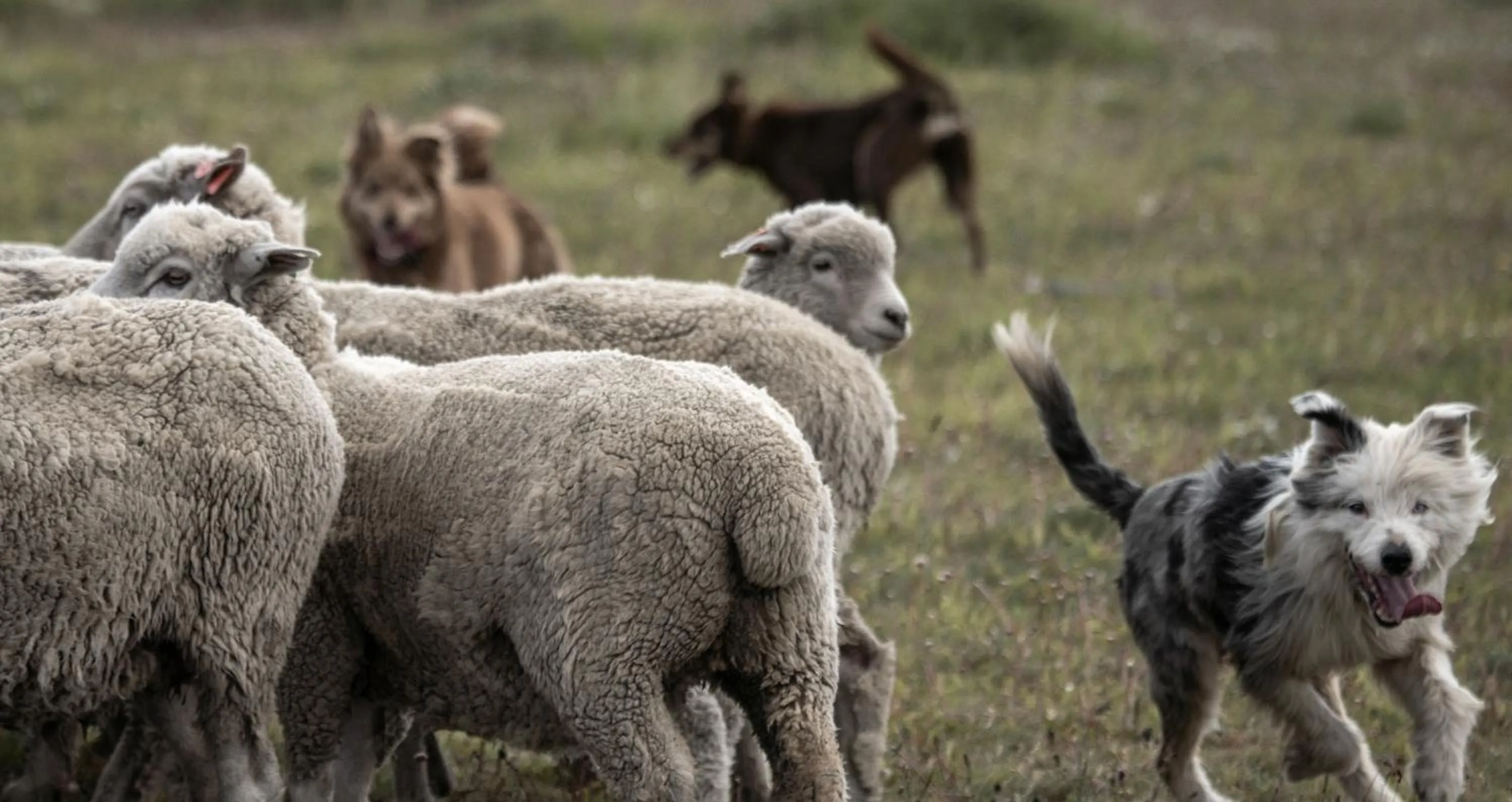 Estancia Cerro Guido
