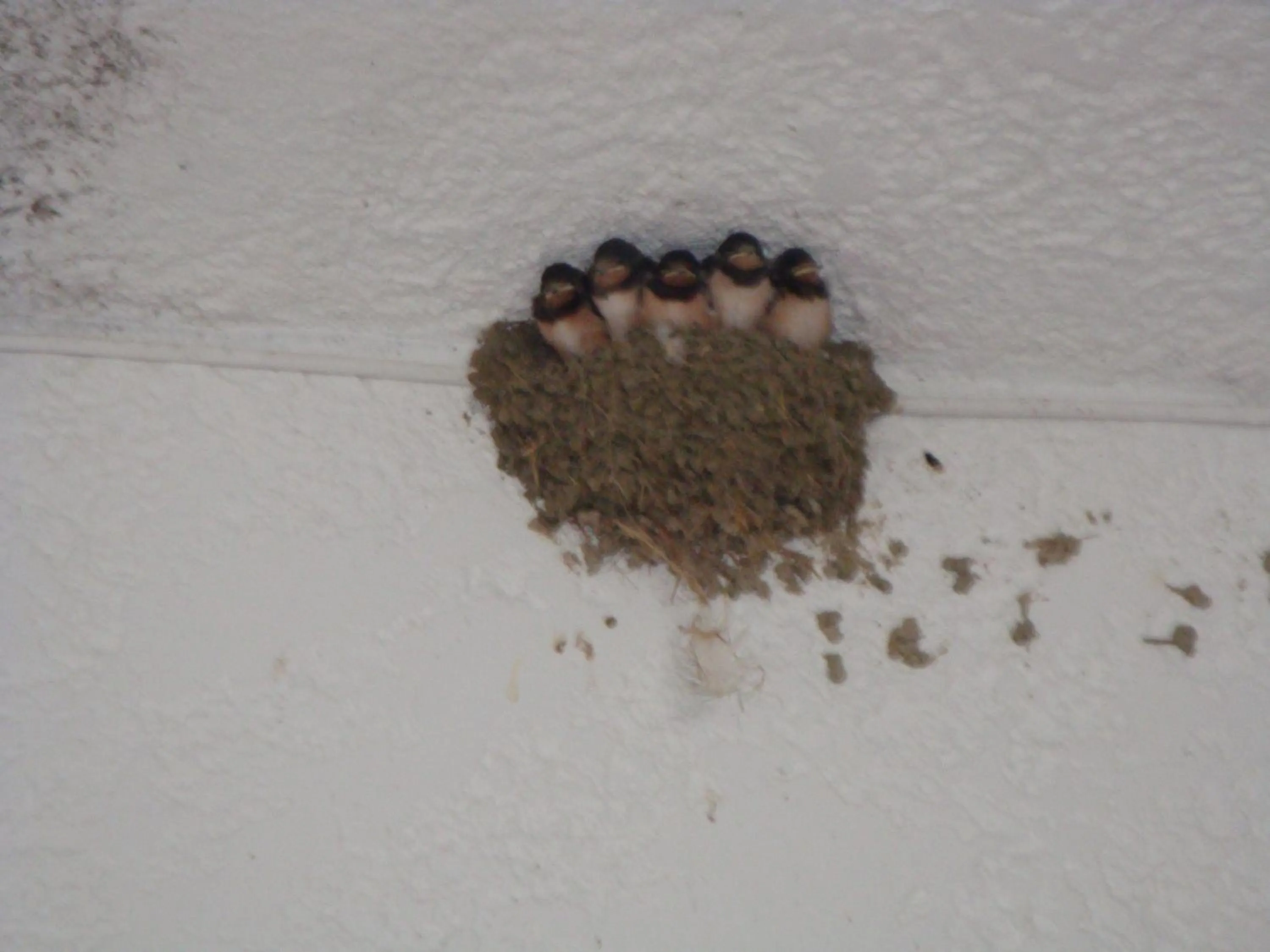 Pets in Oasis Hotel Bungalows Rhodes- All Inclusive