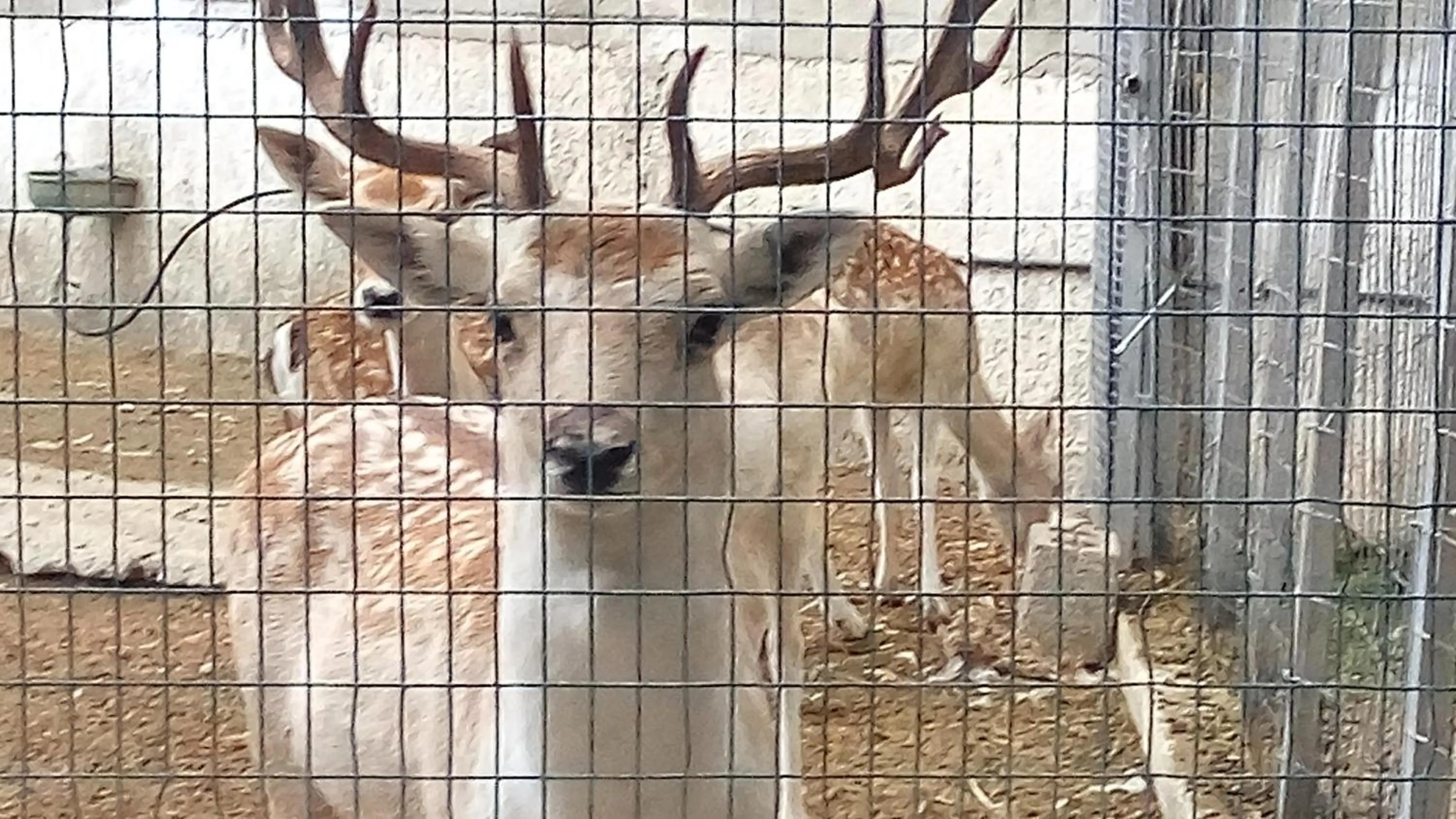 Animals in Oasis Hotel Bungalows Rhodes- All Inclusive