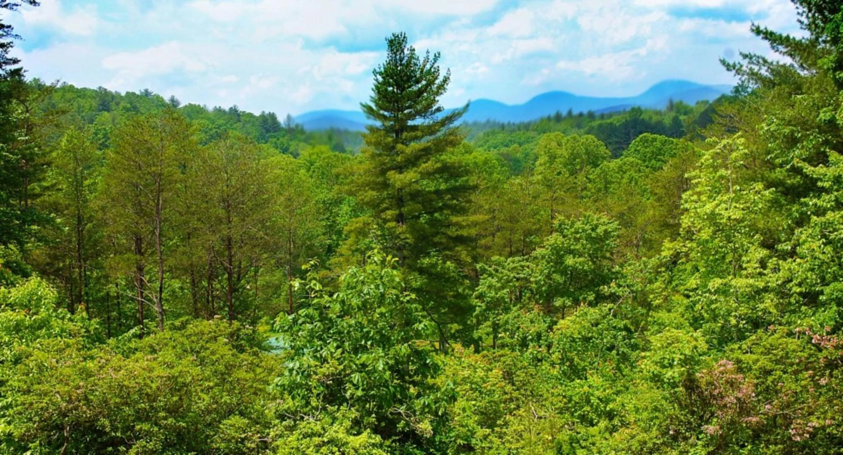 View (from property/room) in Long Mountain Lodge Bed & Breakfast