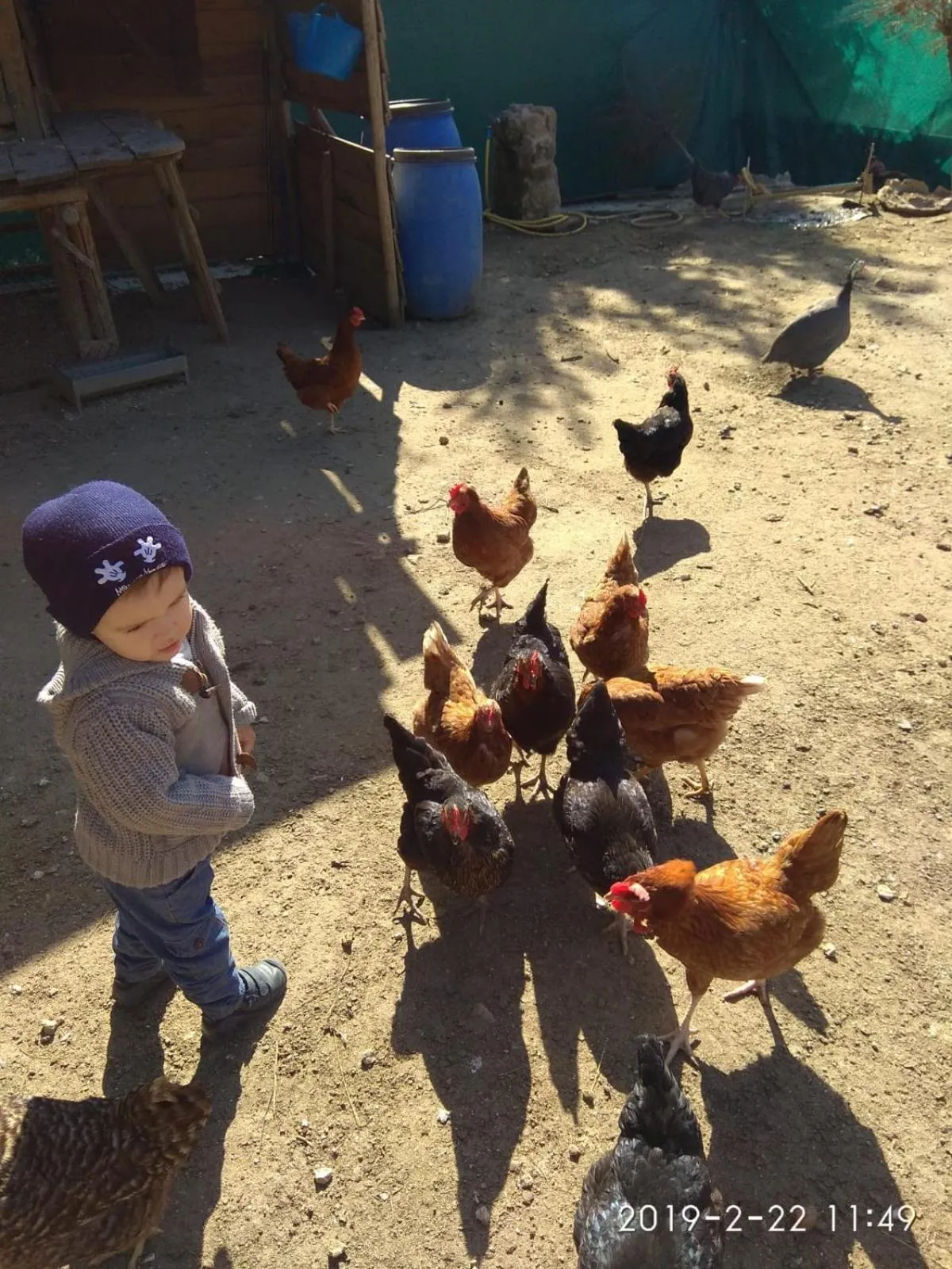 Animals in Posada Rural SPA Granja LA TEJERA de Lozoya