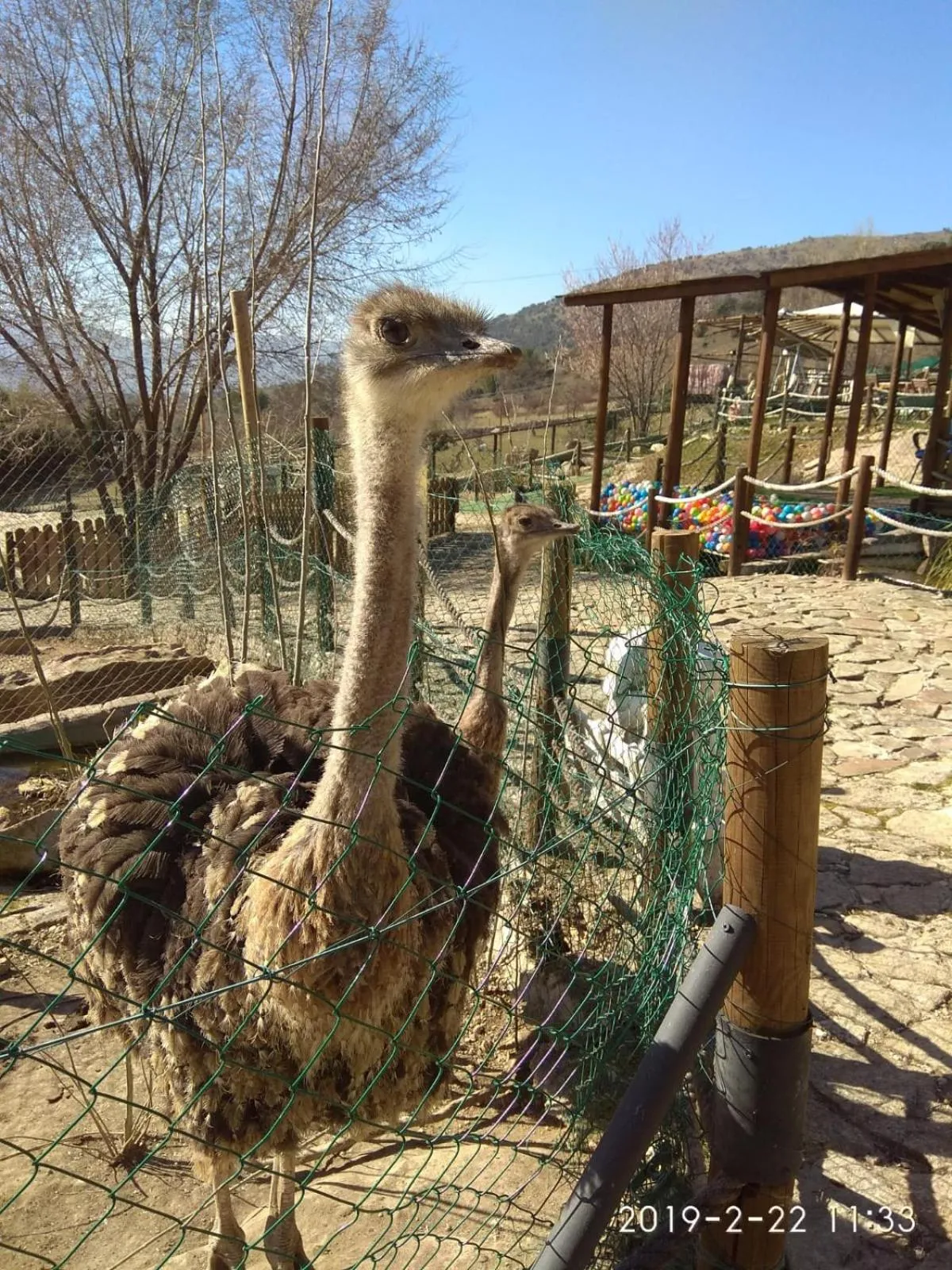 Animals in Posada Rural SPA Granja LA TEJERA de Lozoya