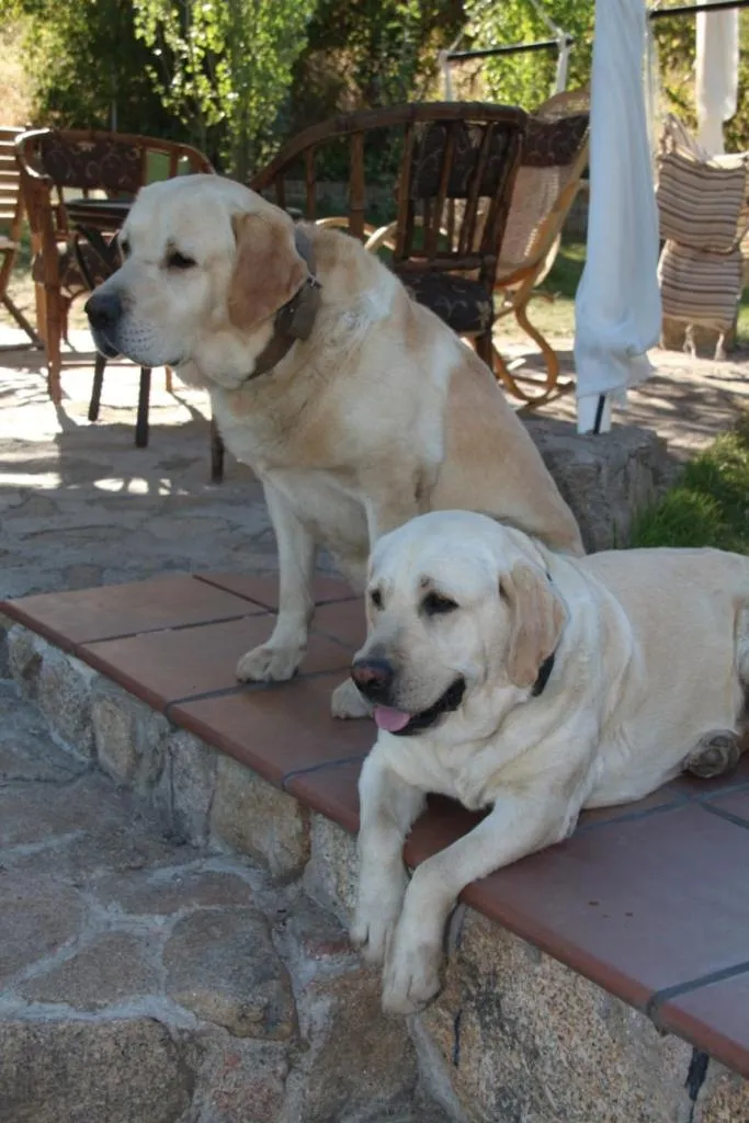 Animals in Posada Rural SPA Granja LA TEJERA de Lozoya
