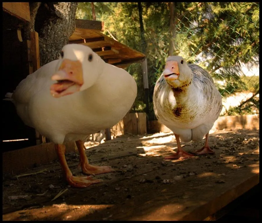 Animals in Posada Rural SPA Granja LA TEJERA de Lozoya