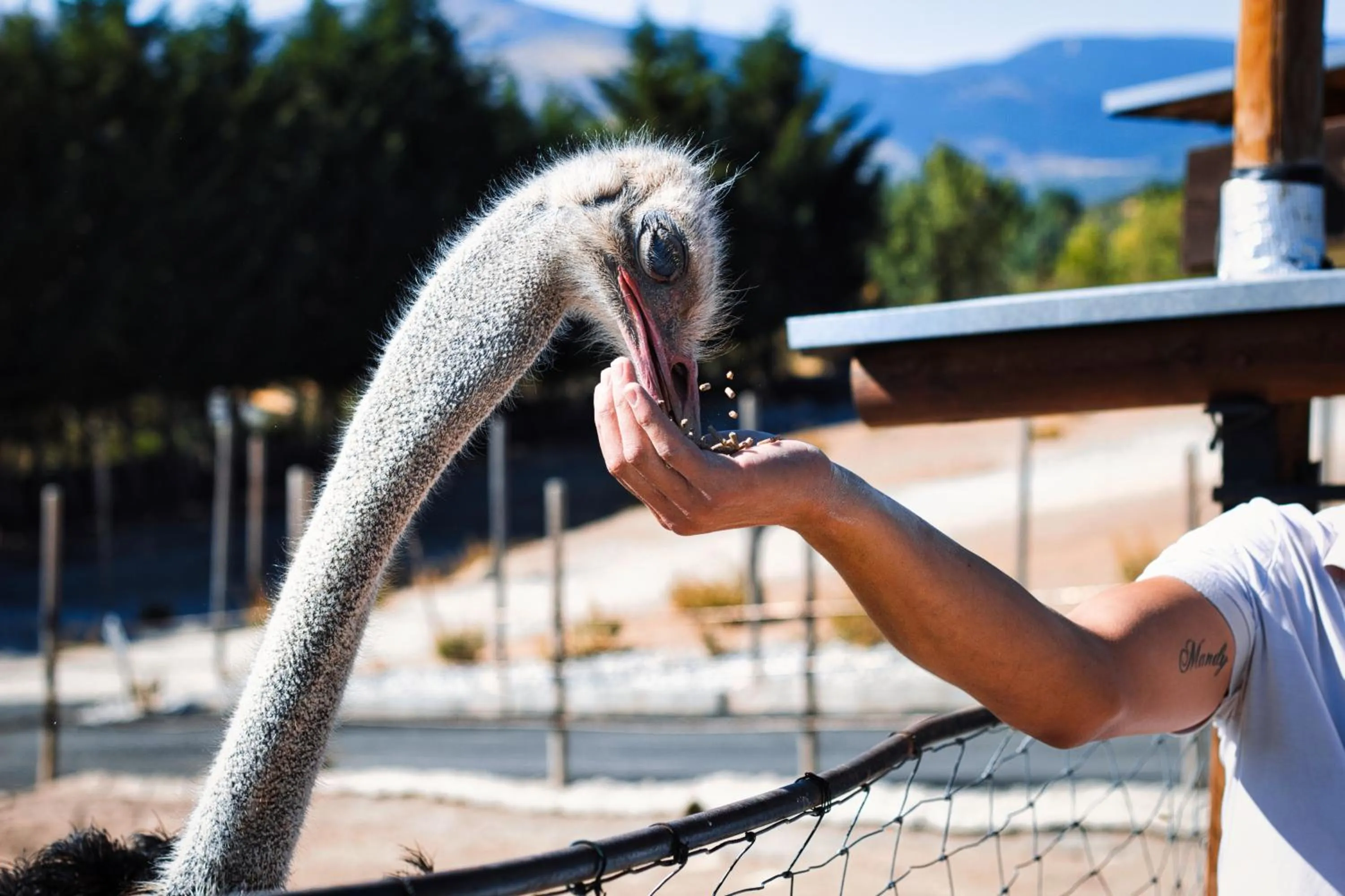 Posada Rural SPA Granja LA TEJERA de Lozoya