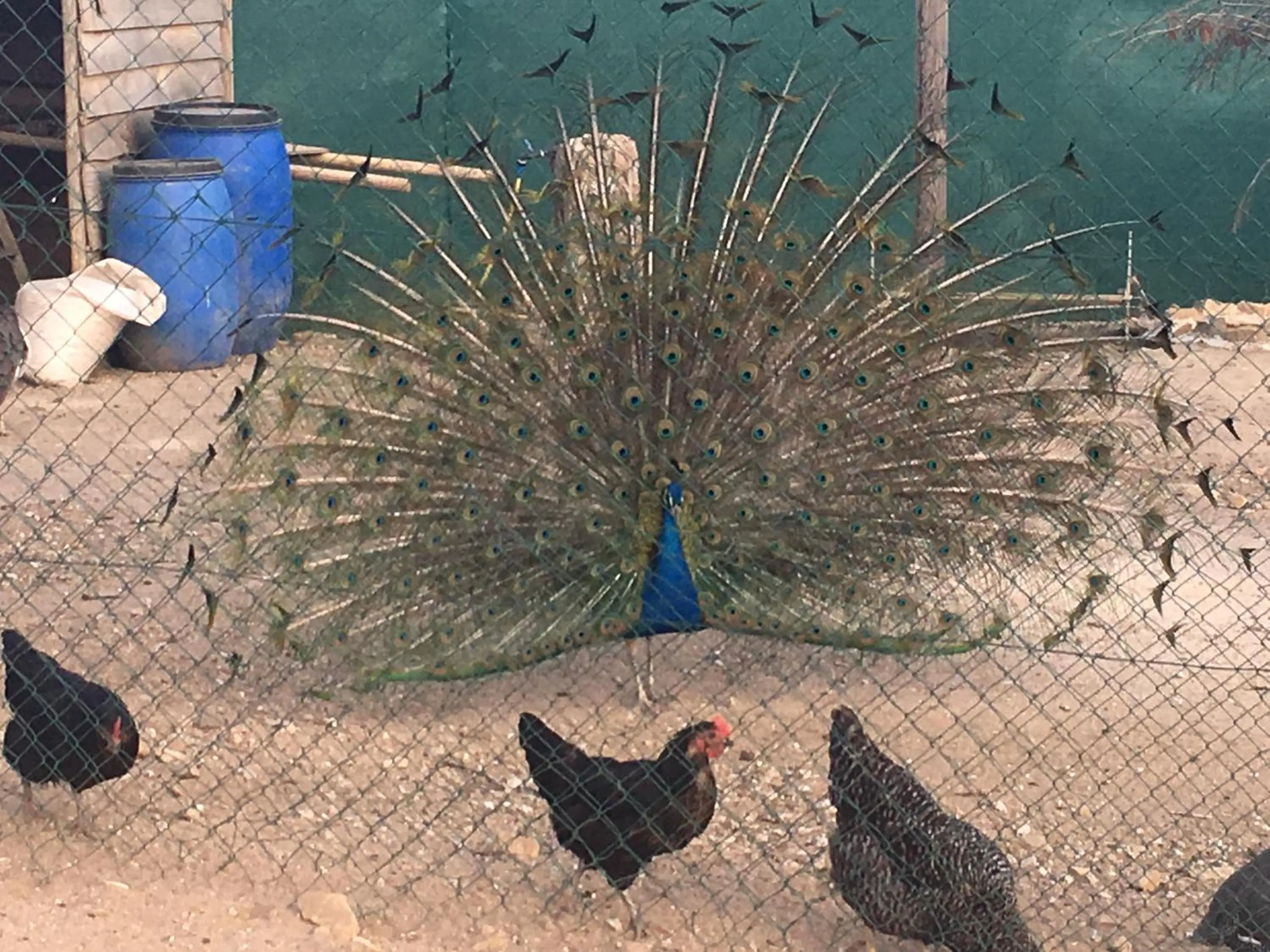 Animals in Posada Rural SPA Granja LA TEJERA de Lozoya