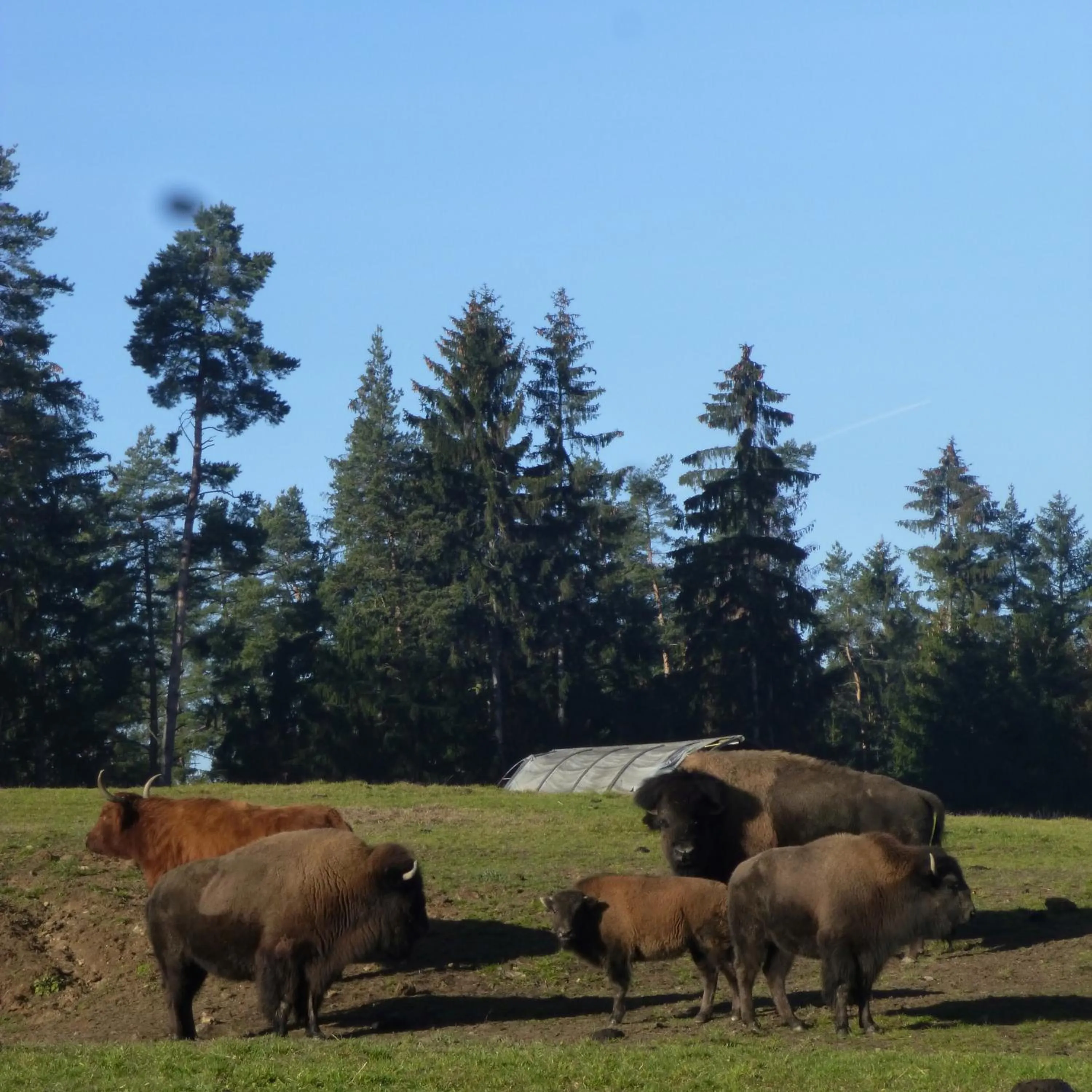 Pets in Hotelový resort Šikland