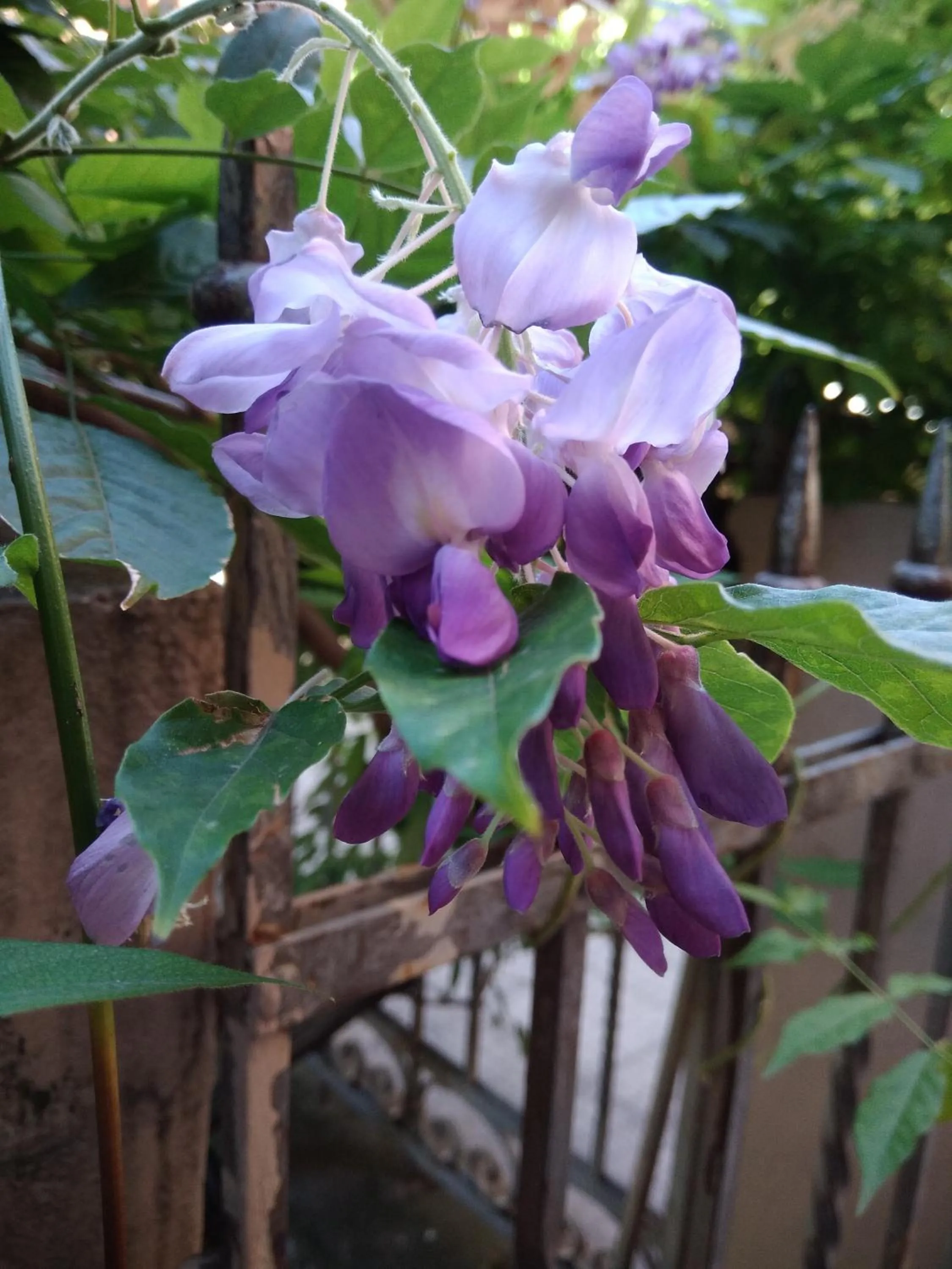 View (from property/room) in Tilia