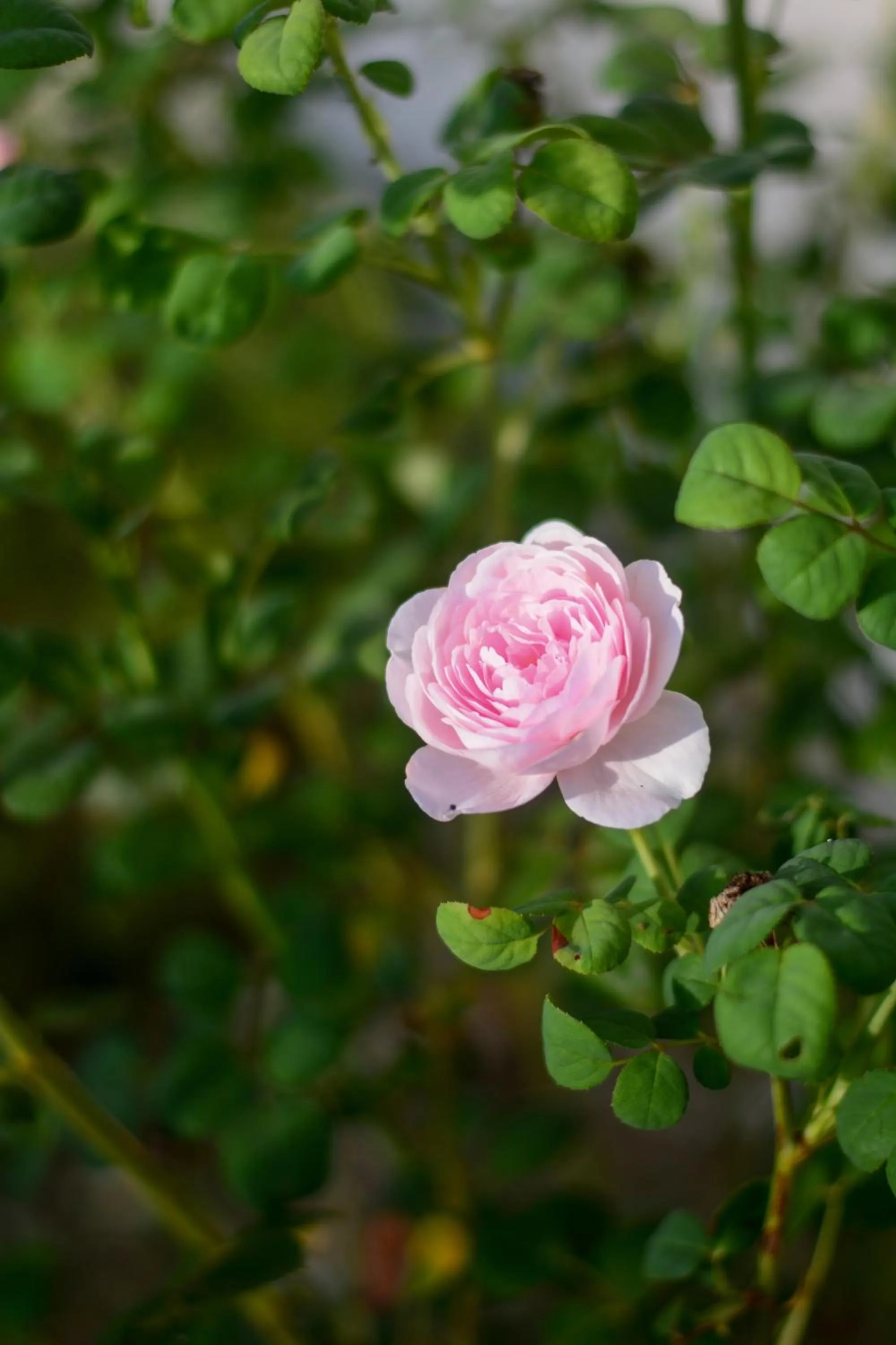 Garden in Villa Gelsomino Garden