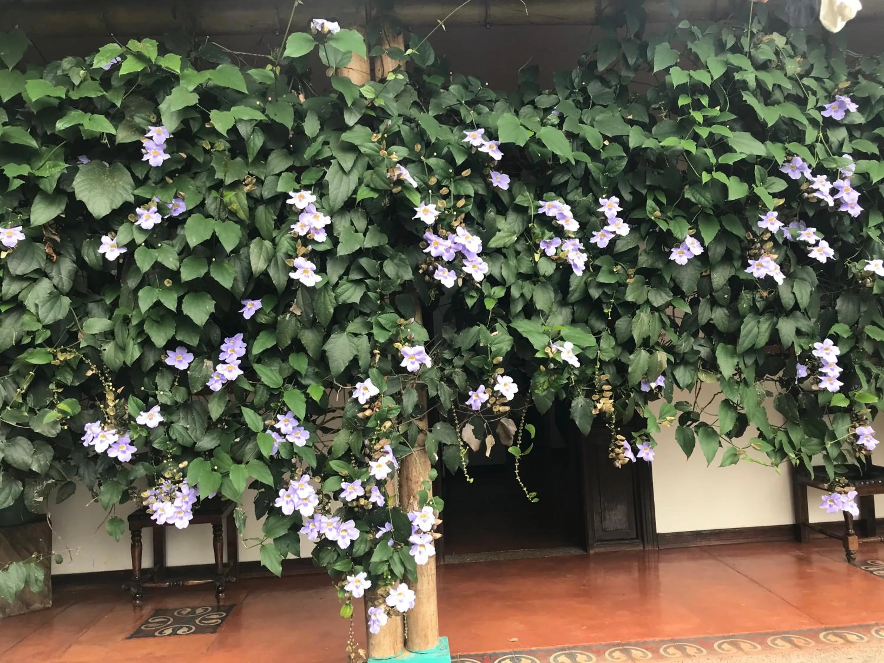 Facade/entrance in Finca Hotel Brasilia