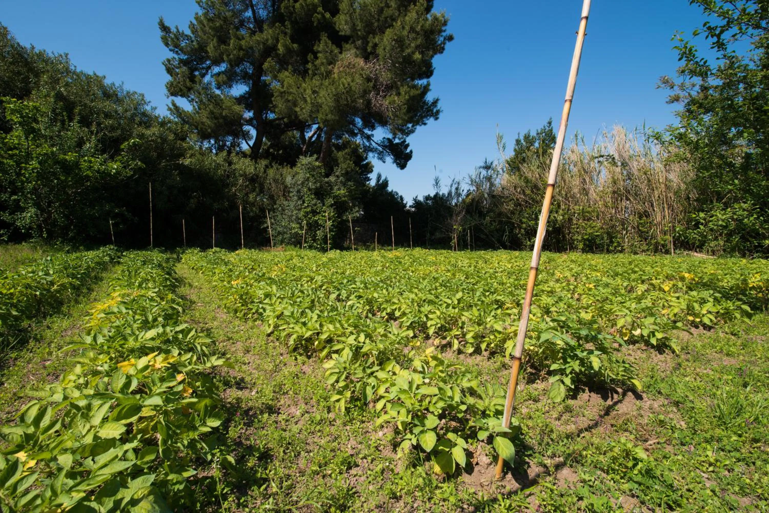 Garden in Hotel Bagnitiello
