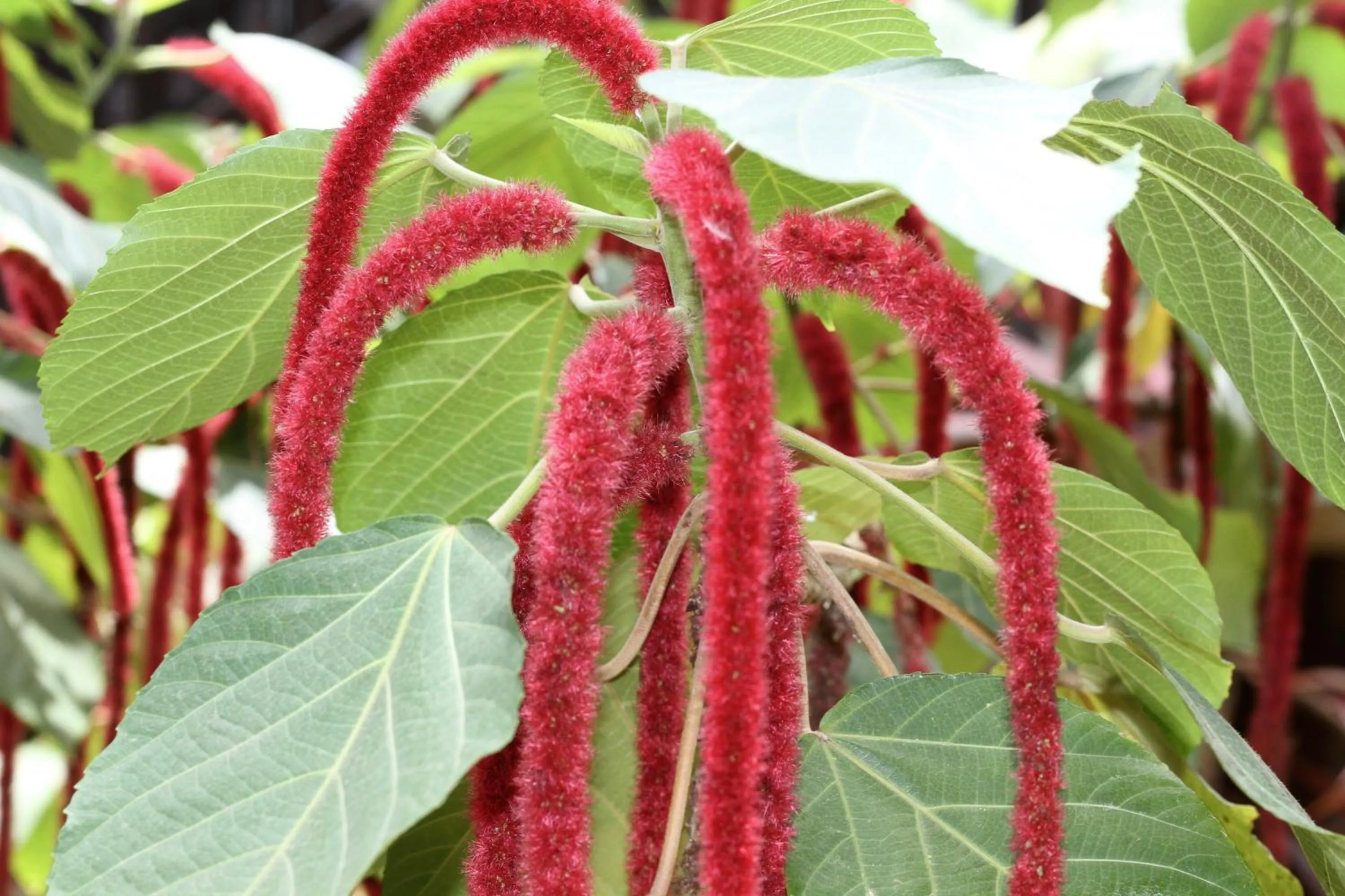 Garden in mame trees