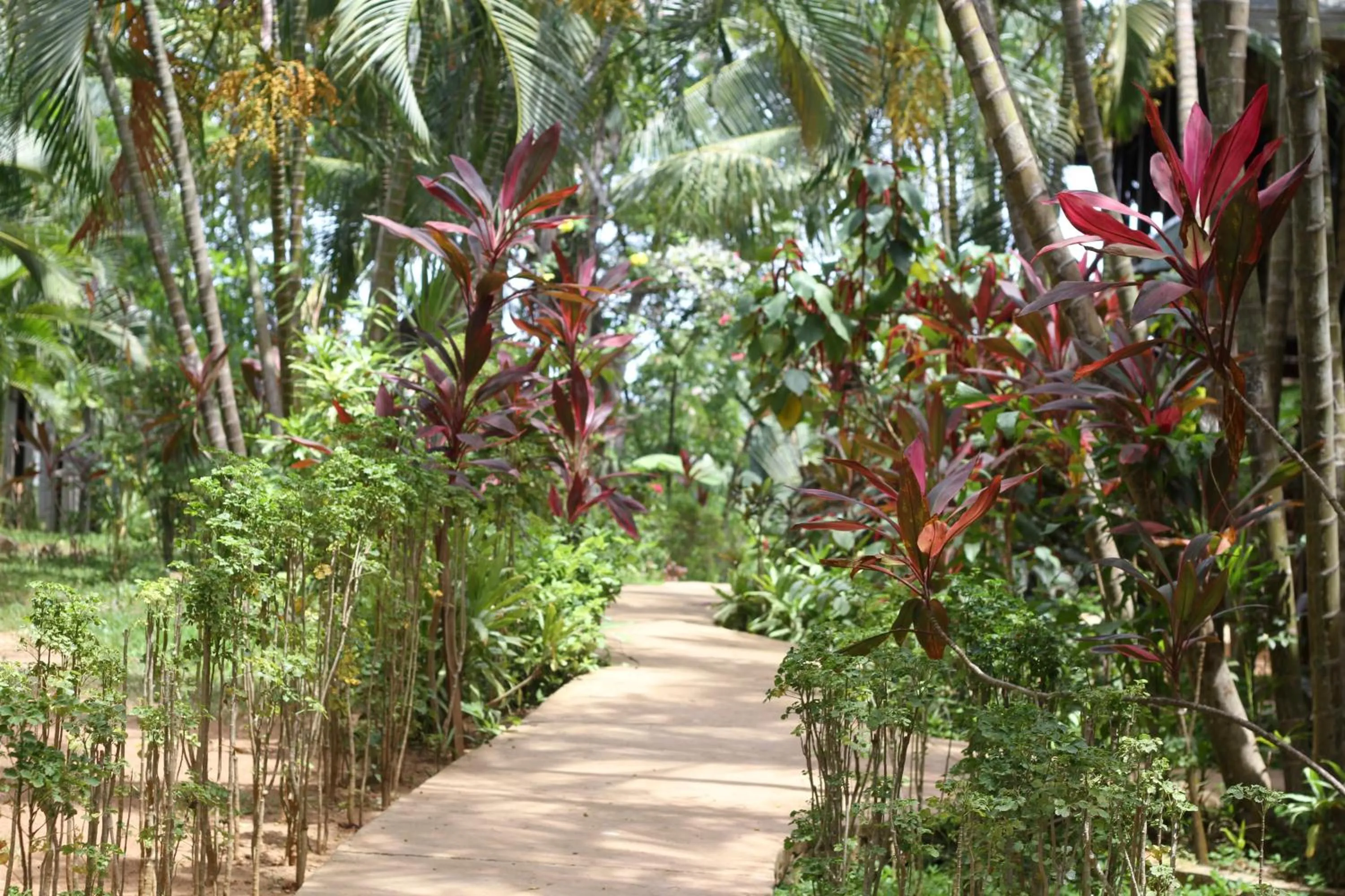 Garden in mame trees