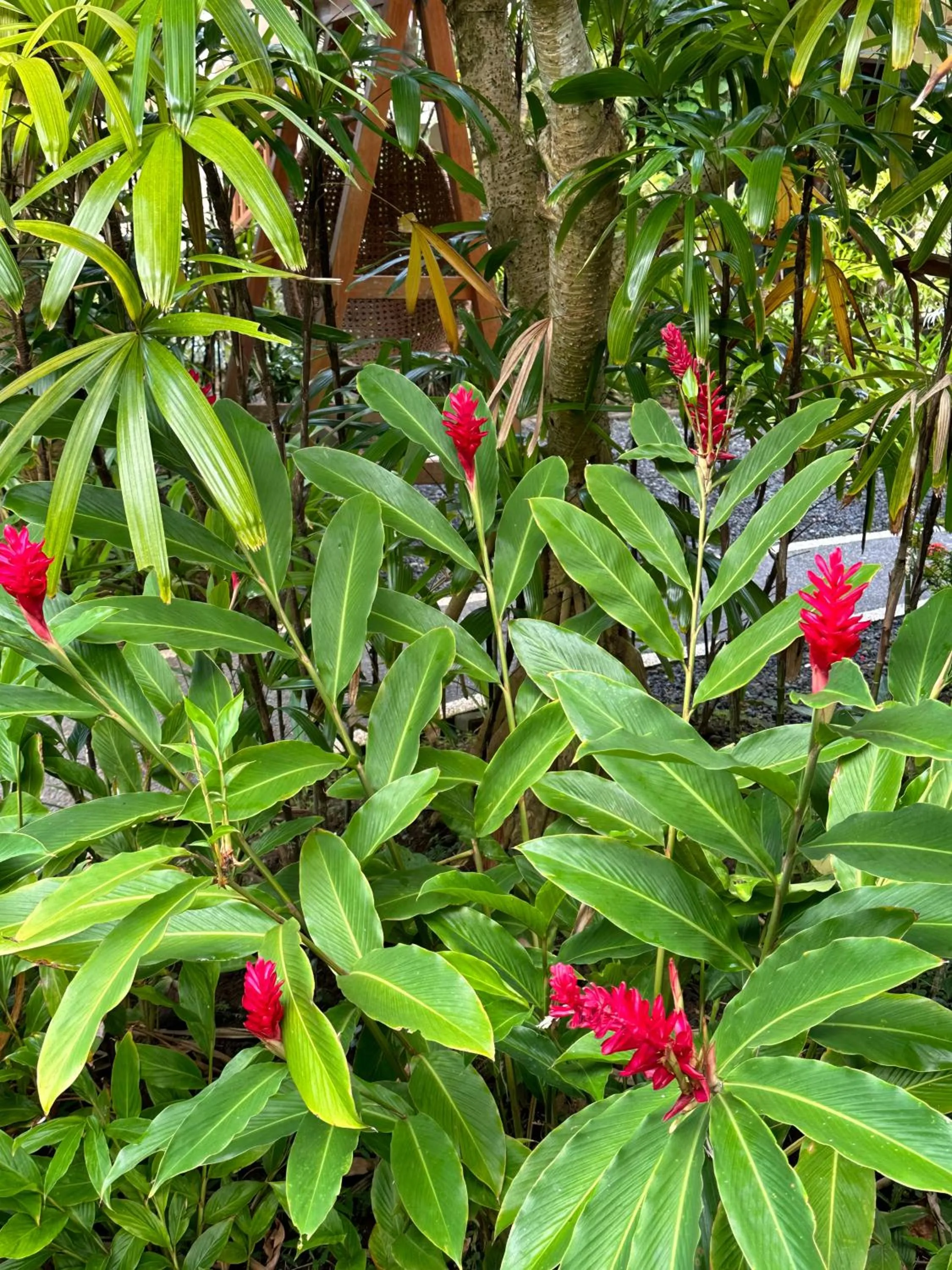 Garden in Orlowsky Discovery Candidasa Hotel