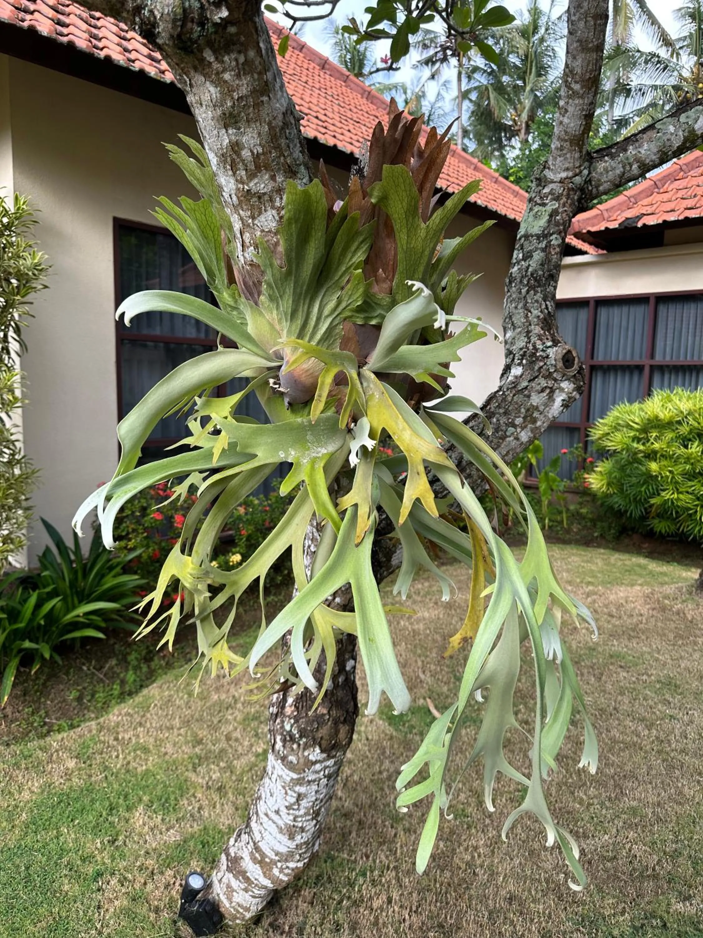 Garden in Orlowsky Discovery Candidasa Hotel