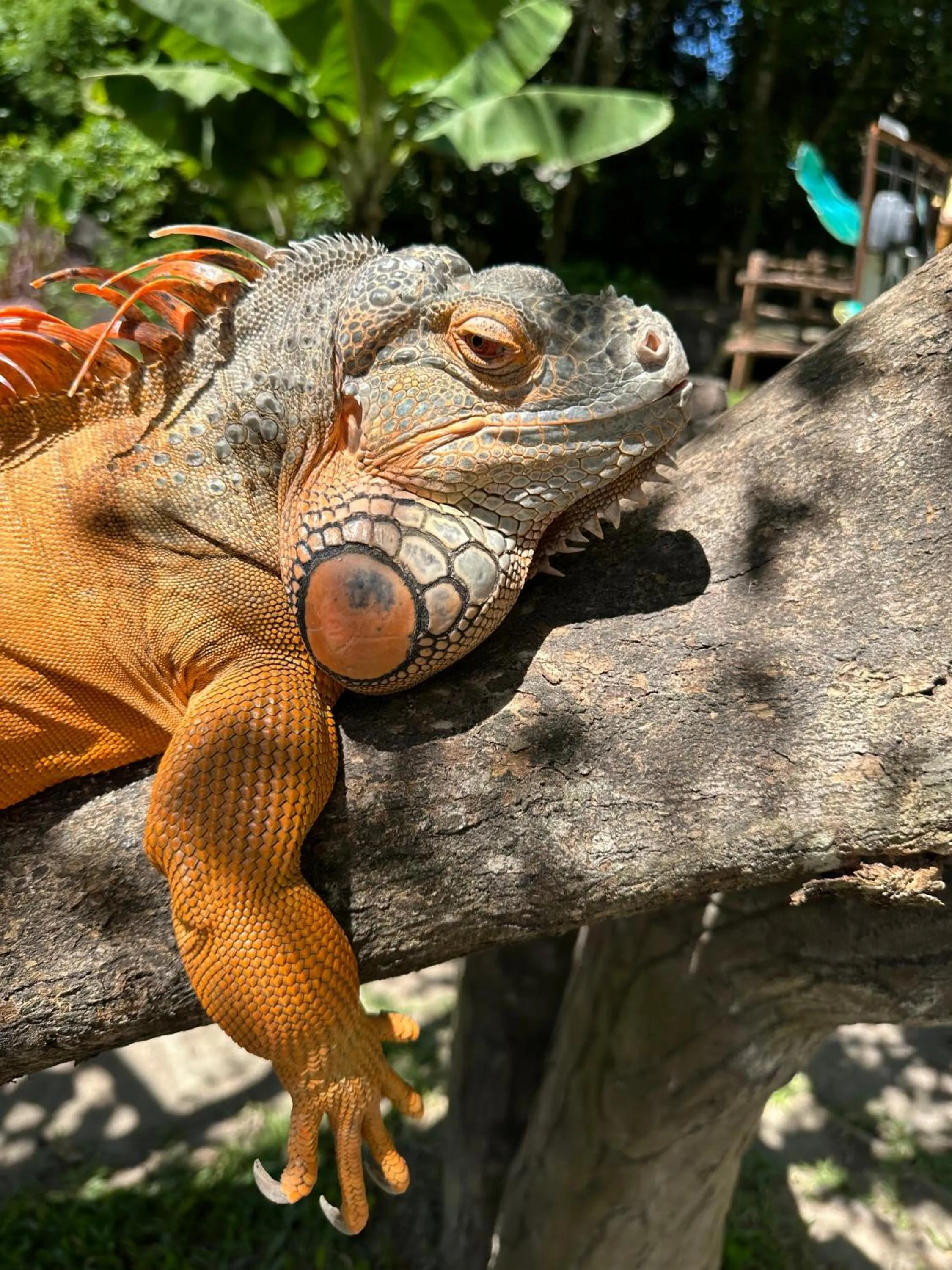 Pets in Orlowsky Discovery Candidasa Hotel