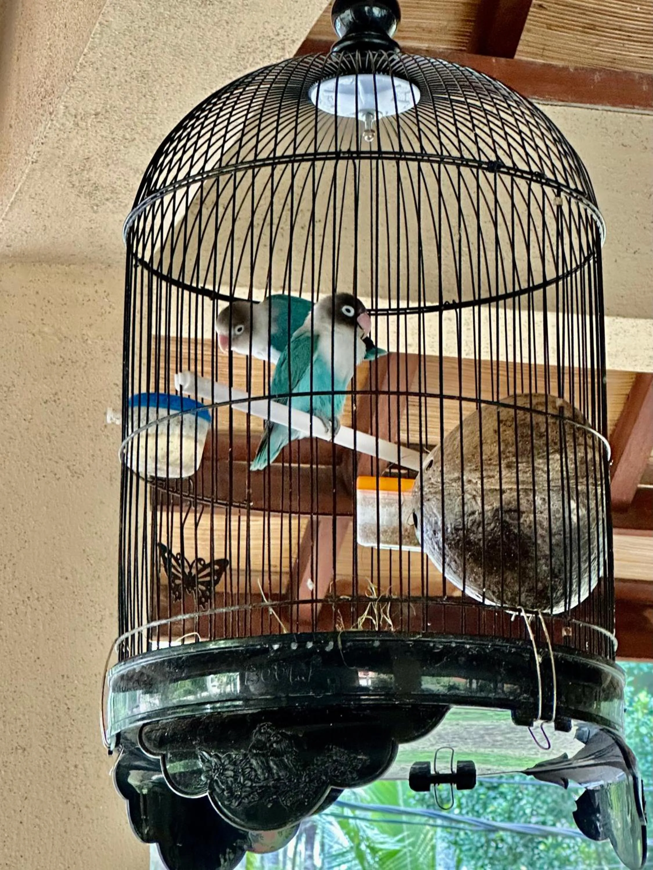 Animals in Orlowsky Discovery Candidasa Hotel