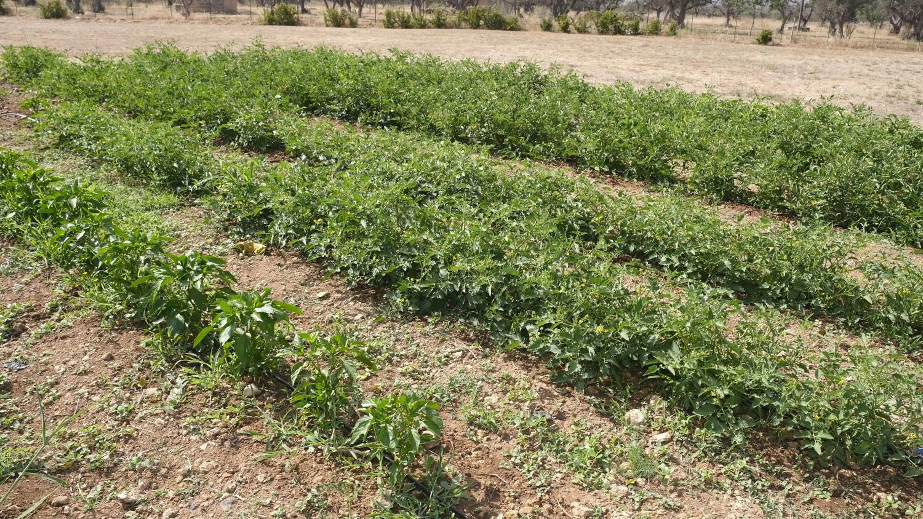 Bed & Breakfast Villa Michela Alezio