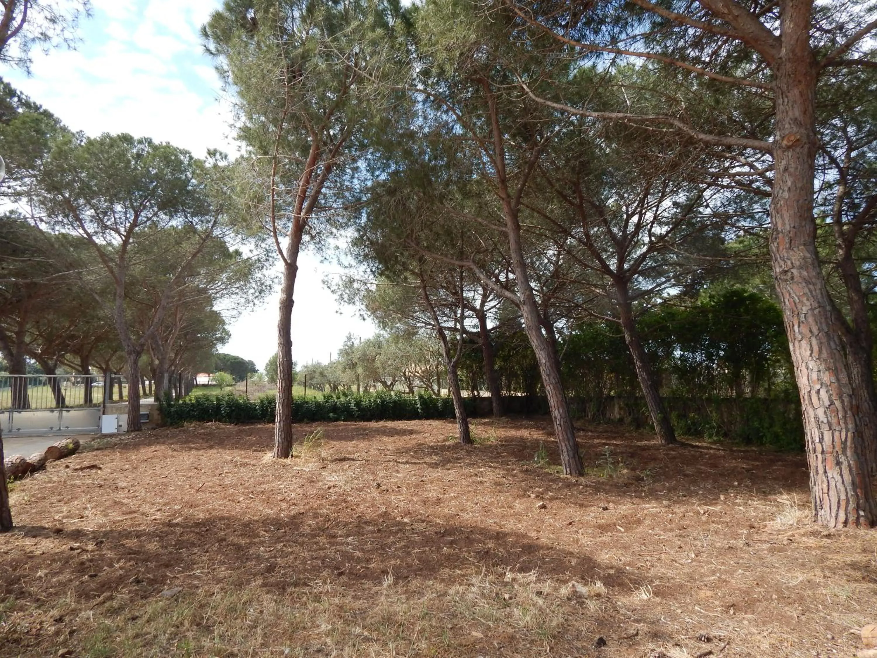 Turtle Island Apartments