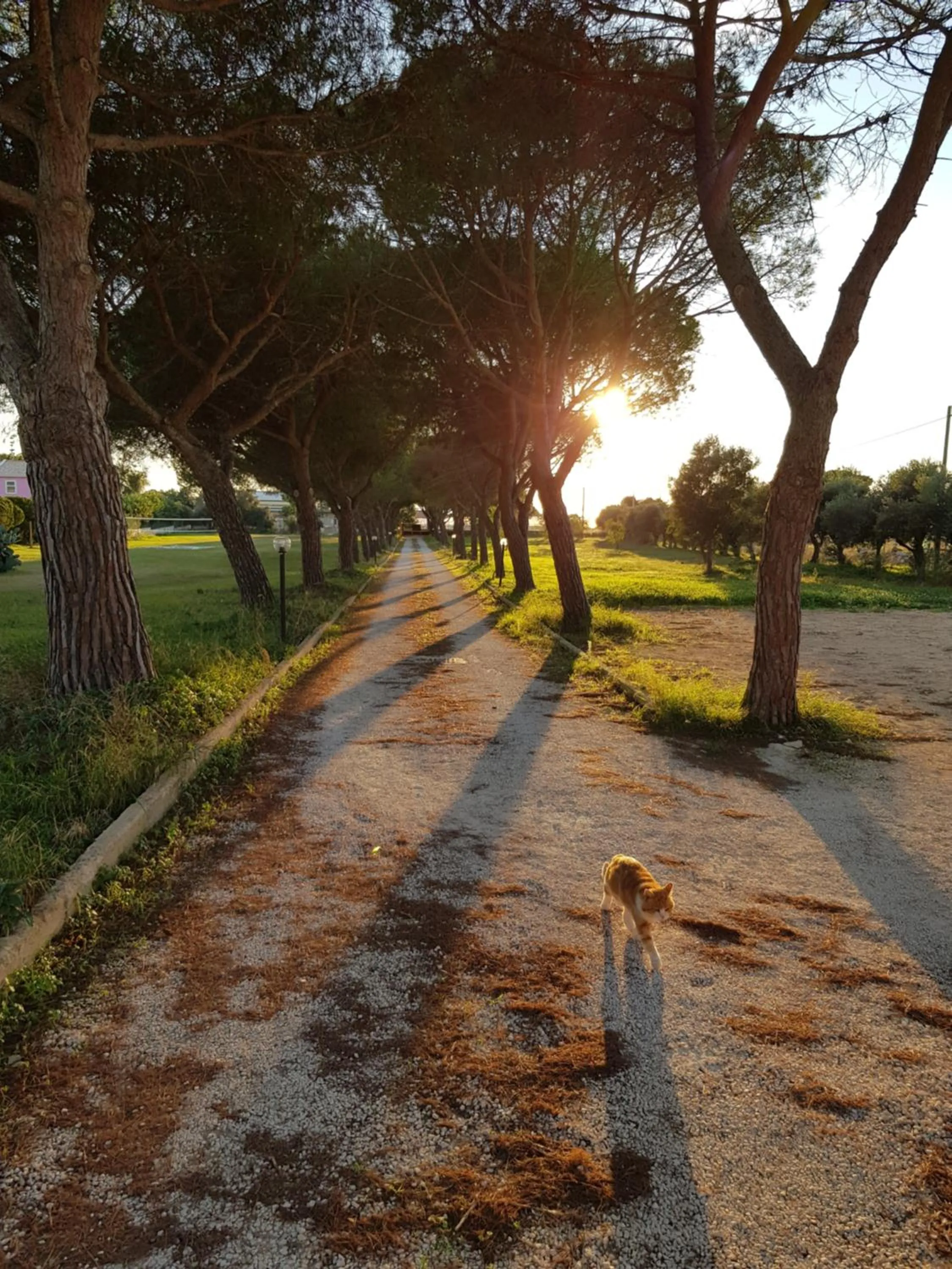 Turtle Island Apartments