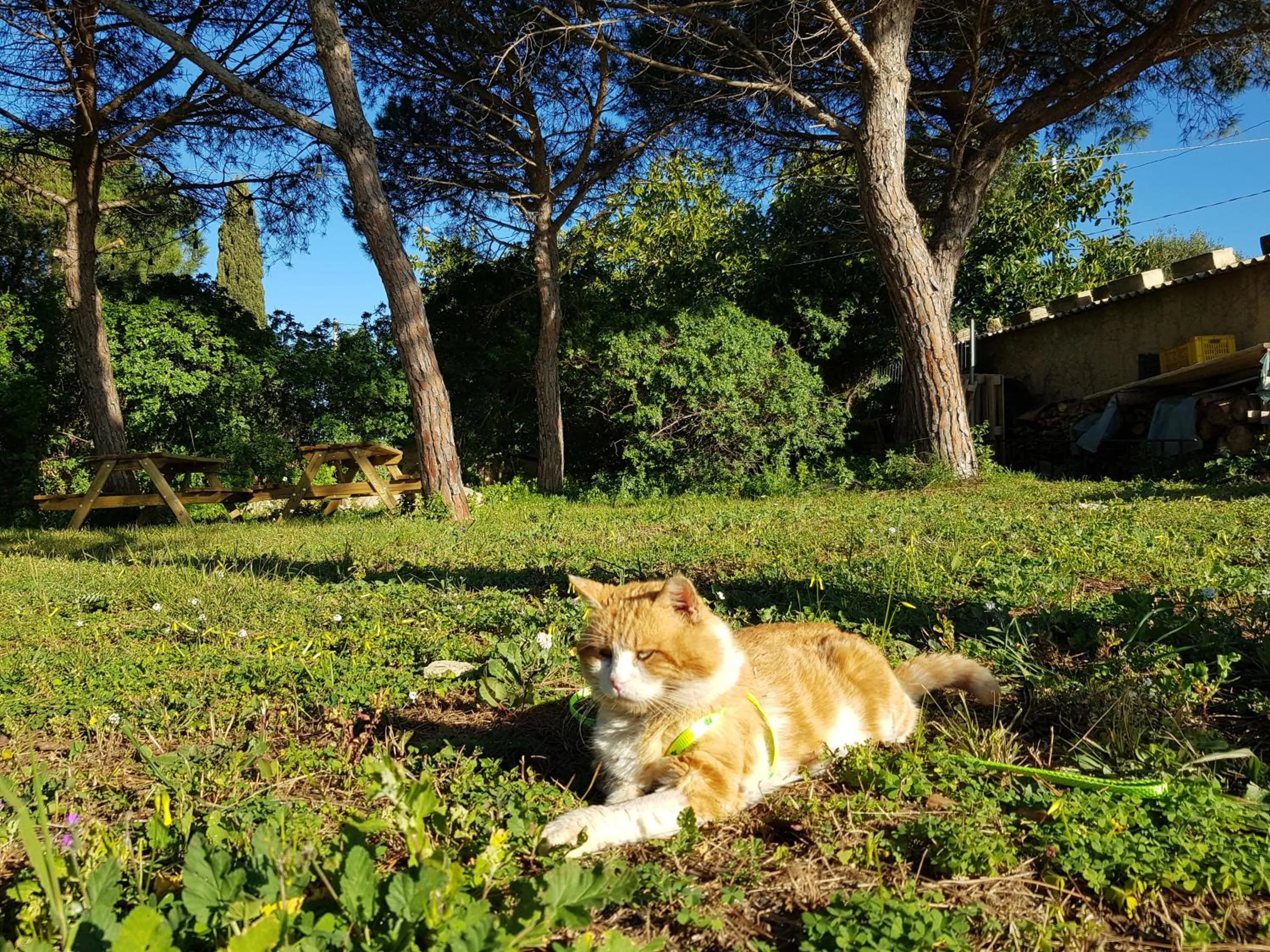 Turtle Island Apartments