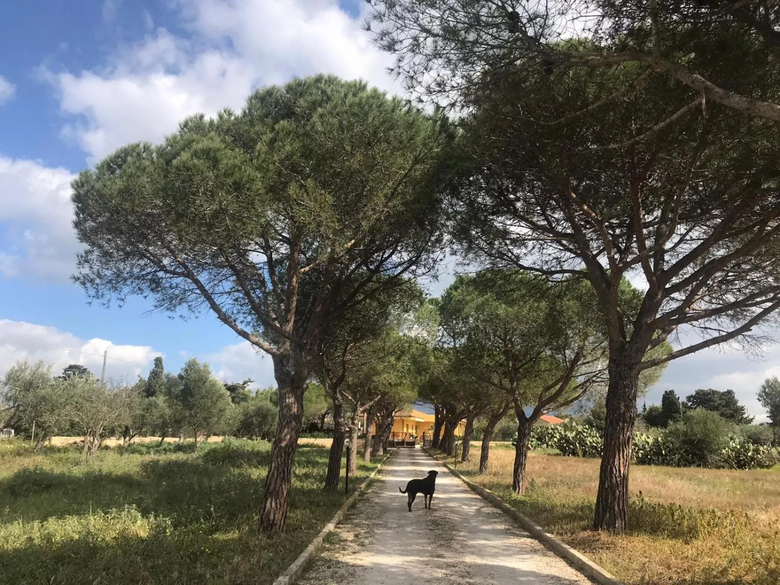 Turtle Island Apartments