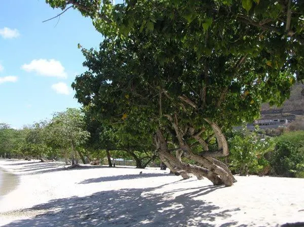 Beach in Kalinago Beach Resort