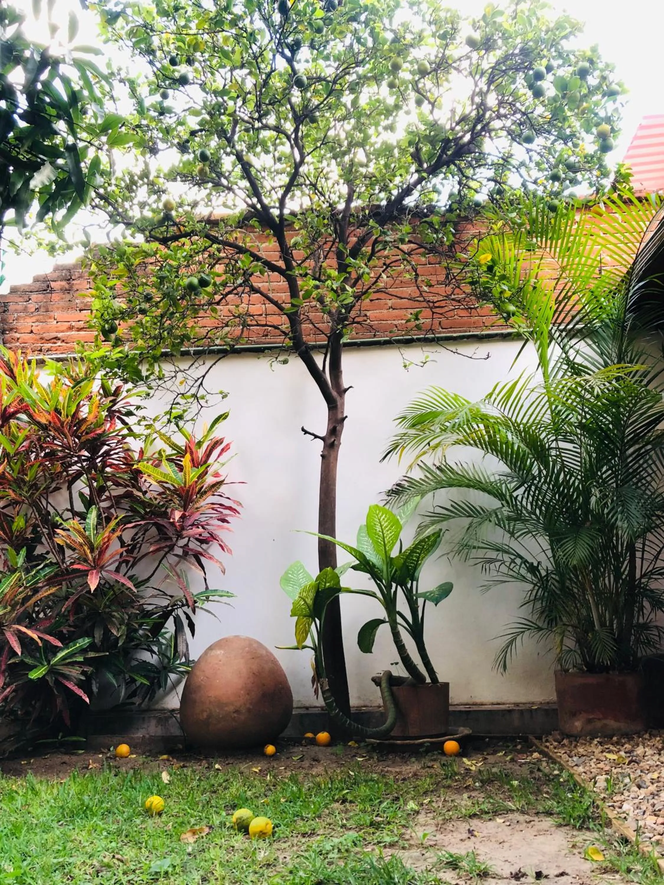 Garden in Los Nardos Hostel -pet friendly-