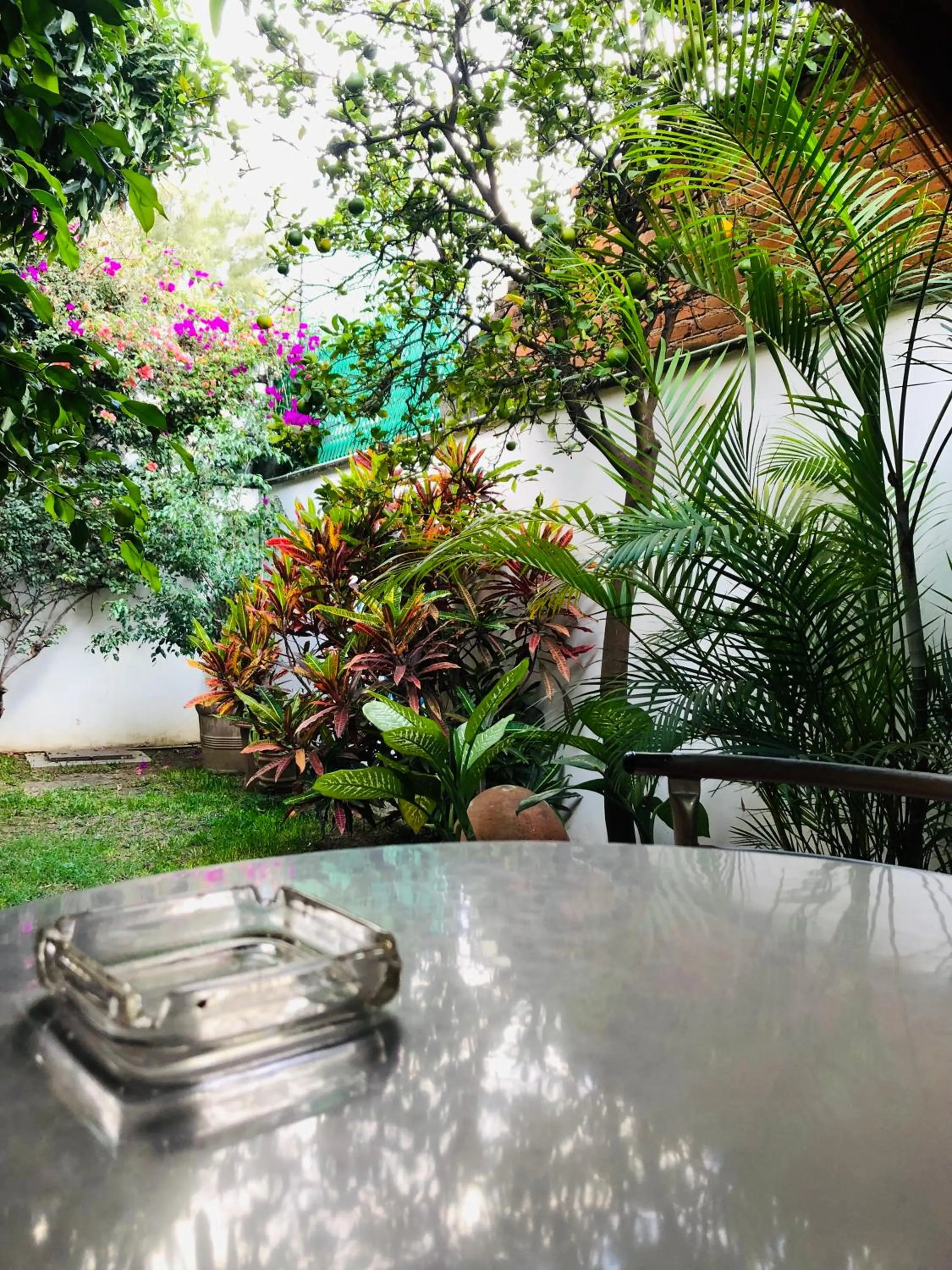 Garden view in Los Nardos Hostel -pet friendly-