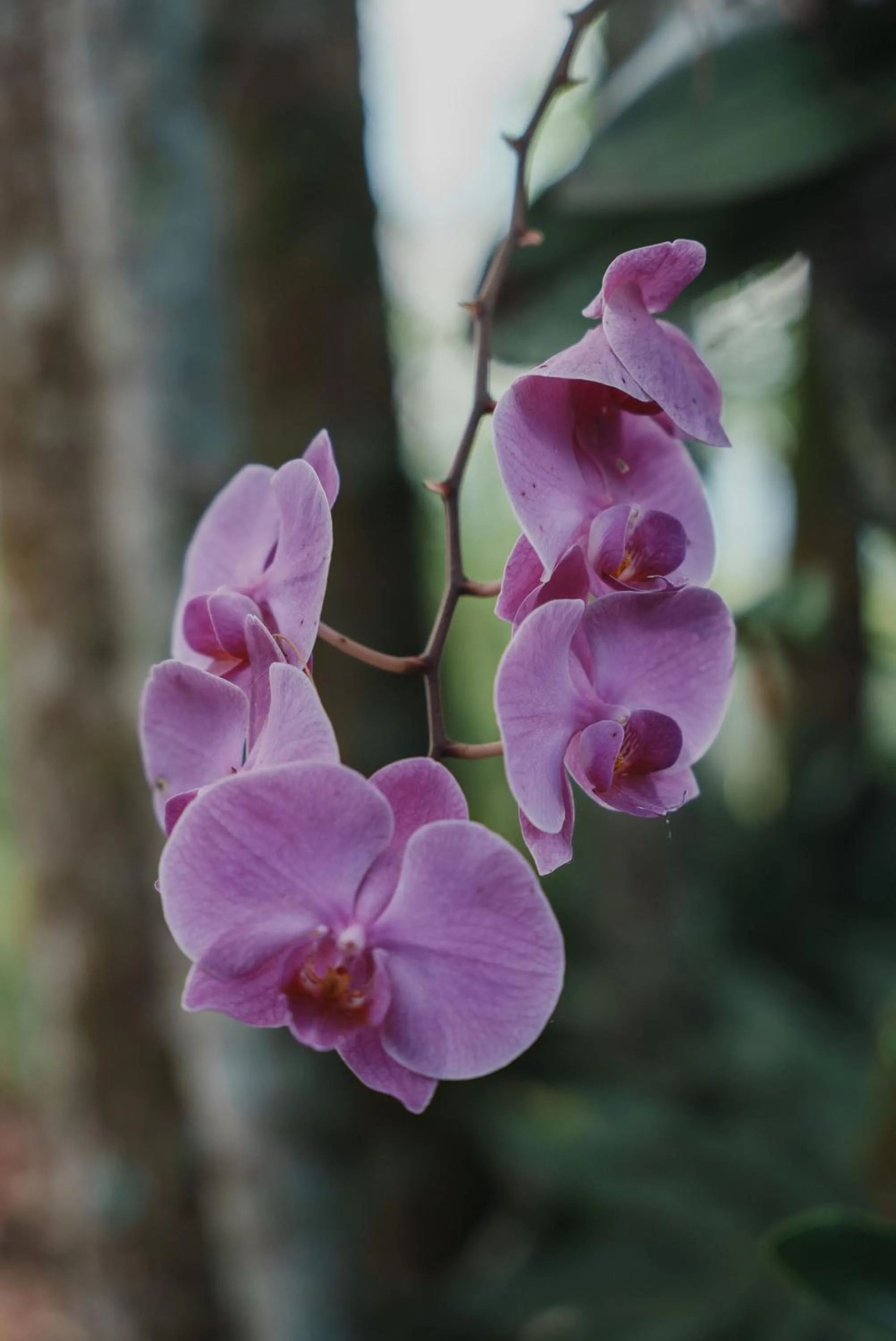 Natural landscape in Glamping Entre Rios