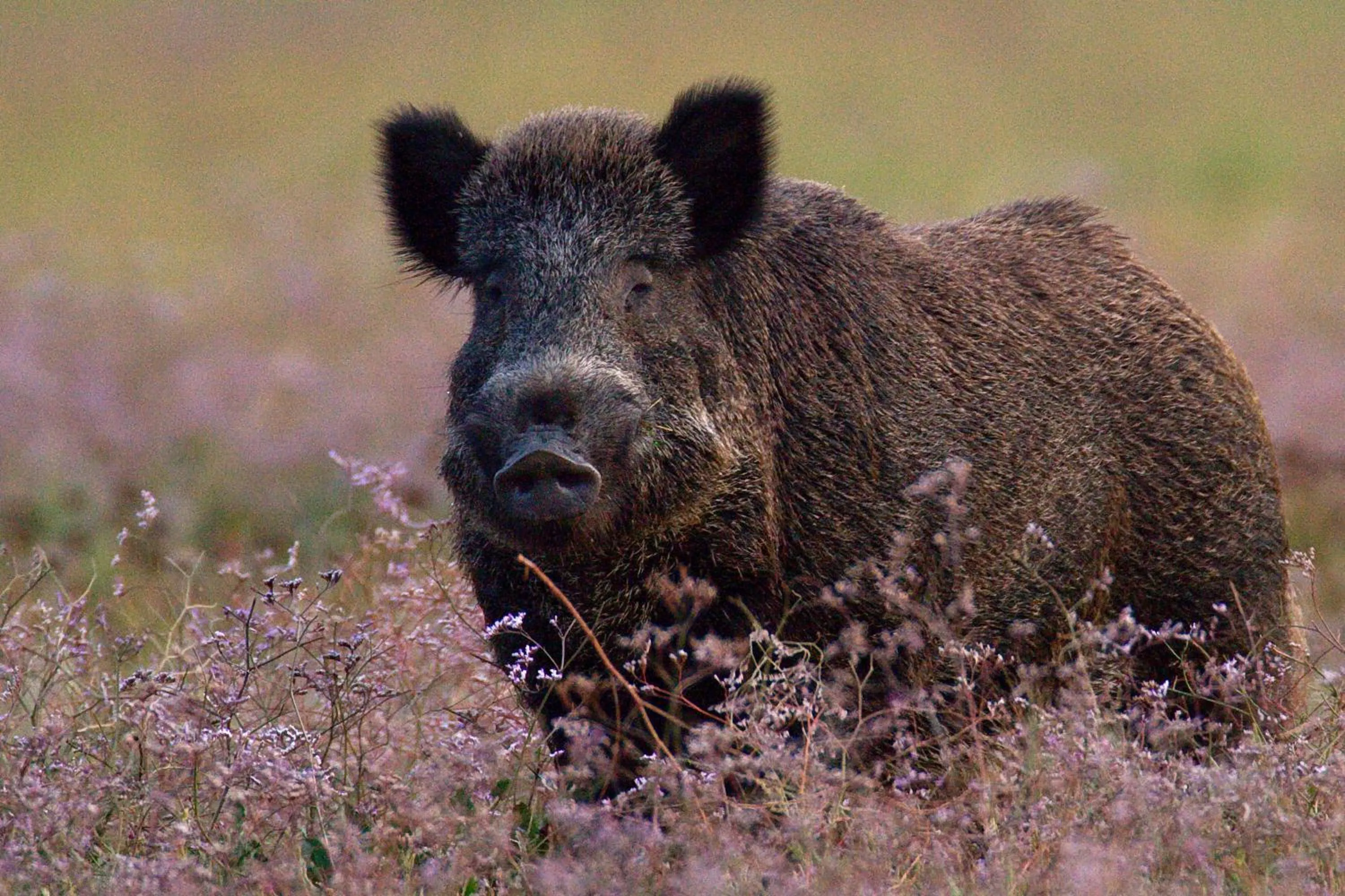 Animals in Country Resort Le Due Ruote