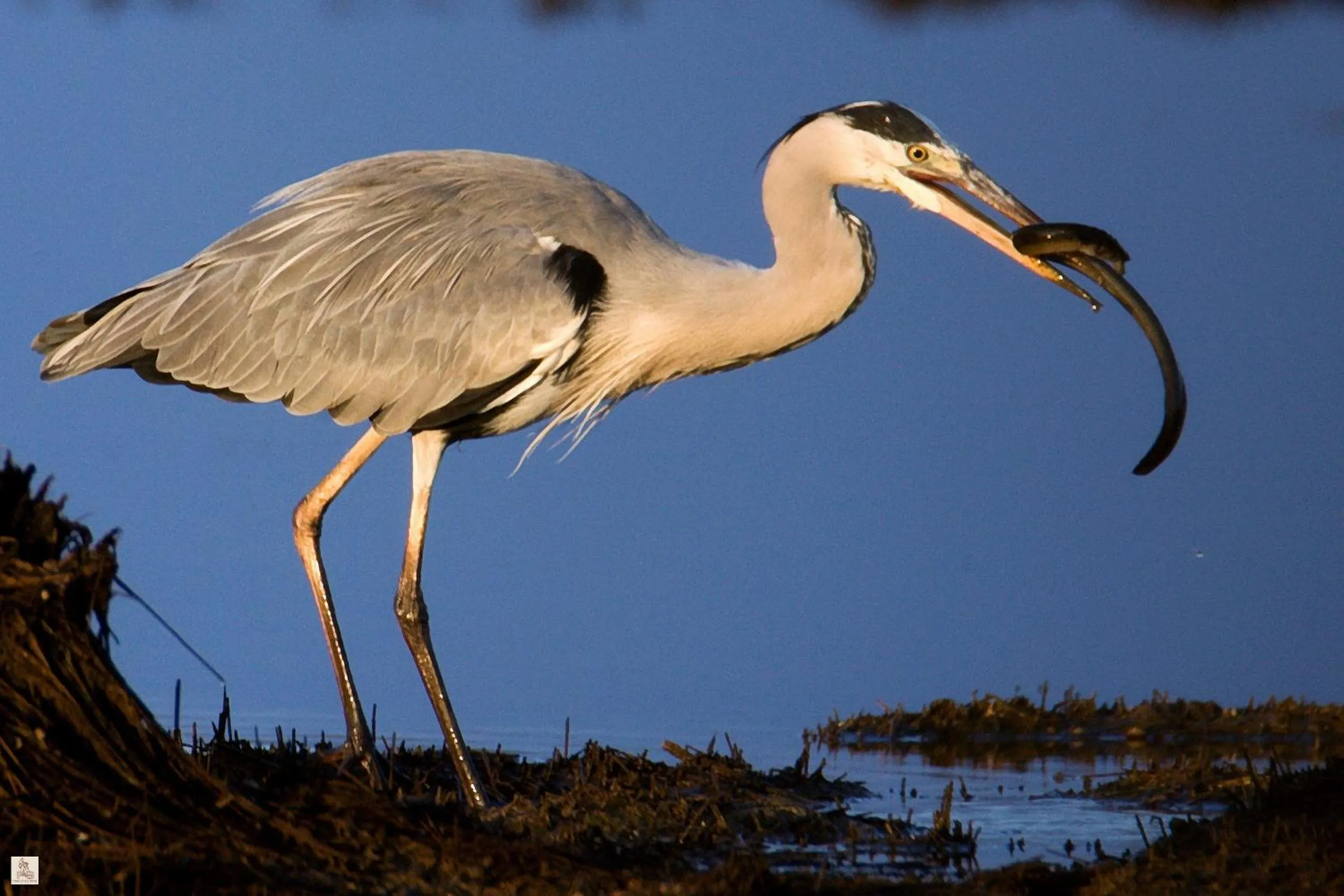 Animals in Country Resort Le Due Ruote