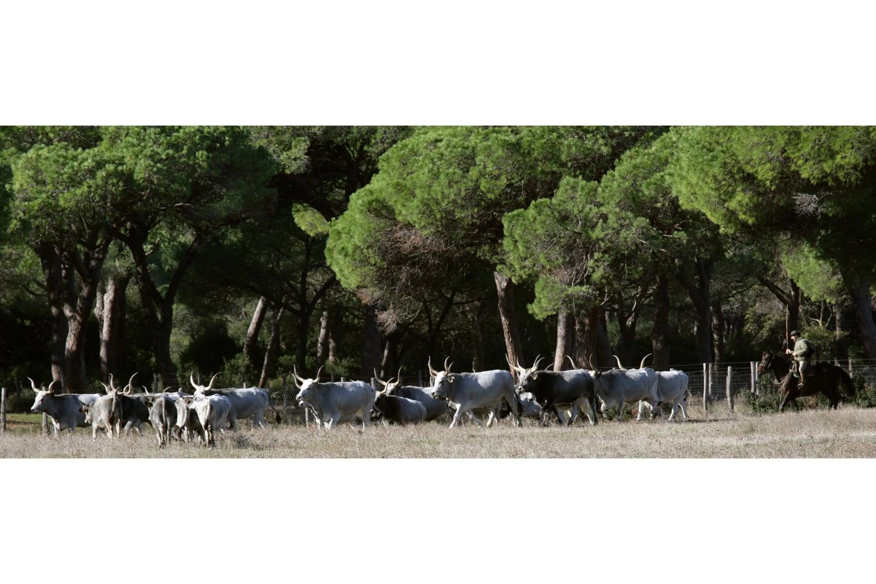 Natural landscape in Country Resort Le Due Ruote