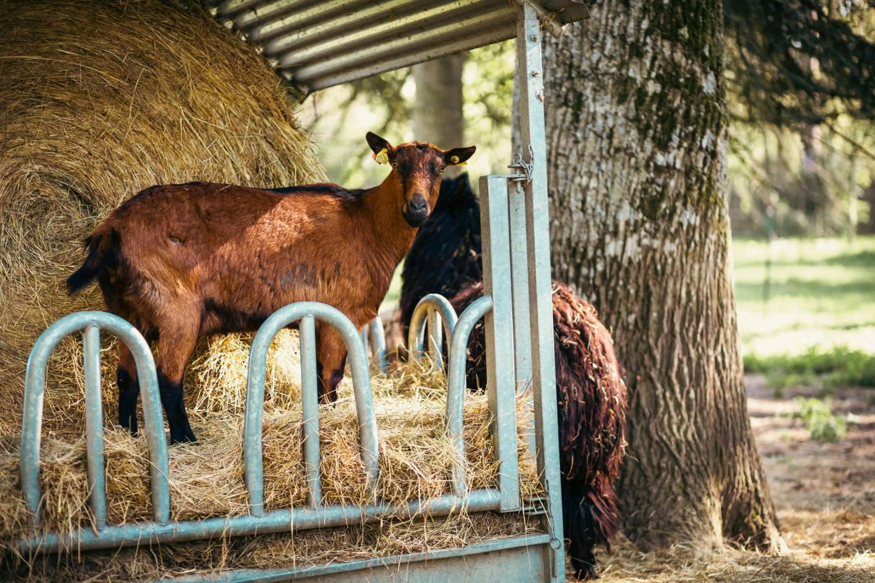 Animals in Château De Razay