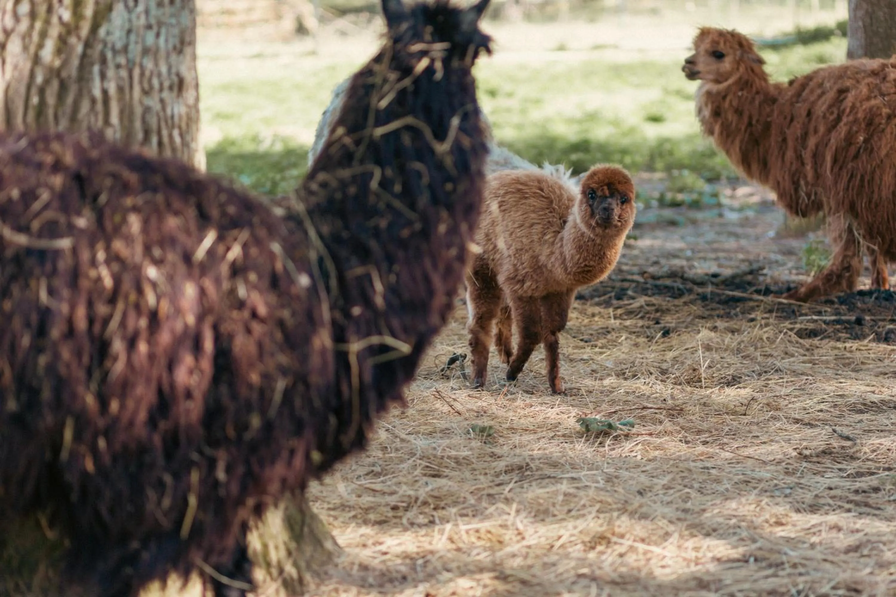 Animals in Château De Razay
