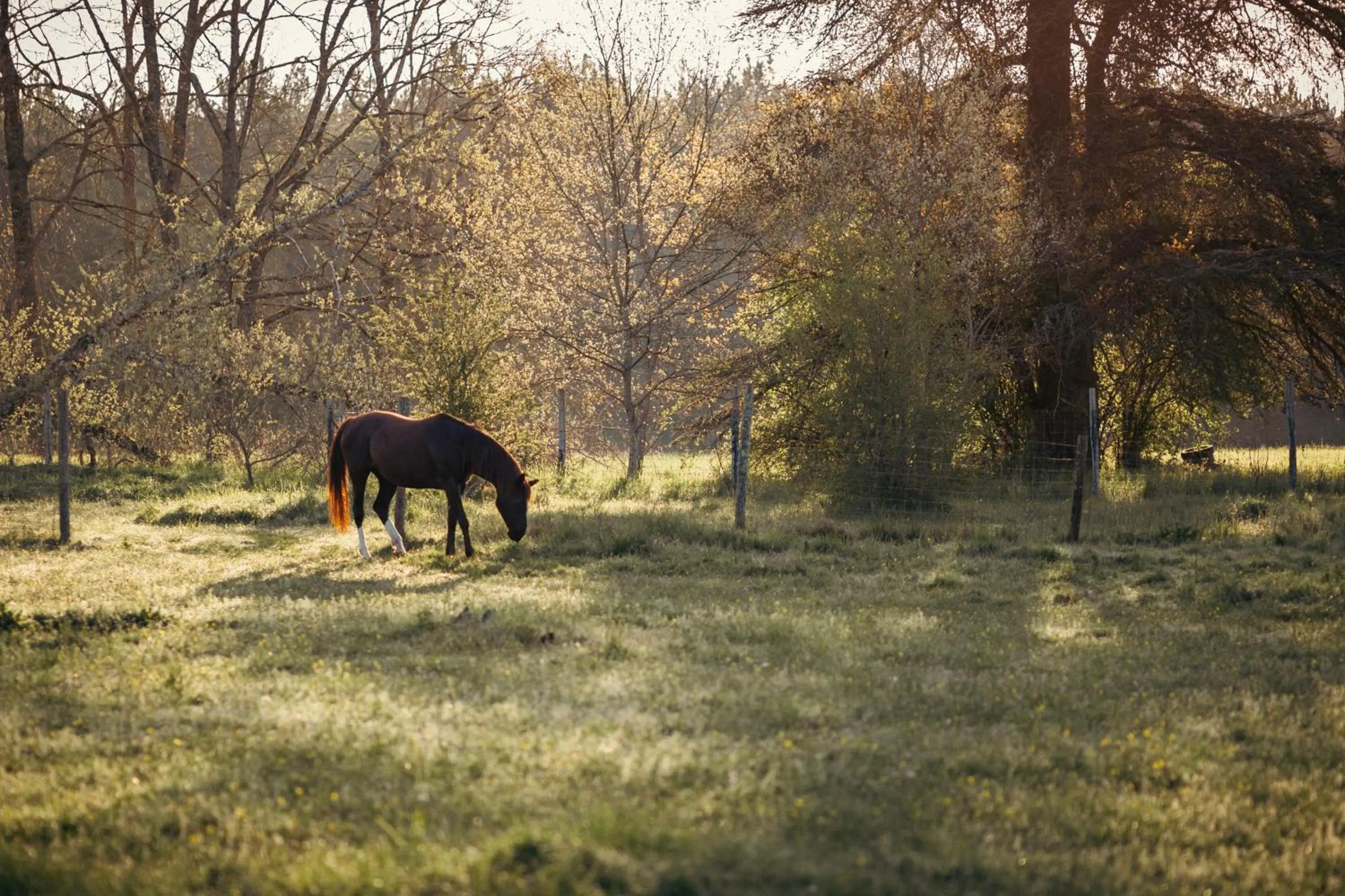 Animals in Château De Razay