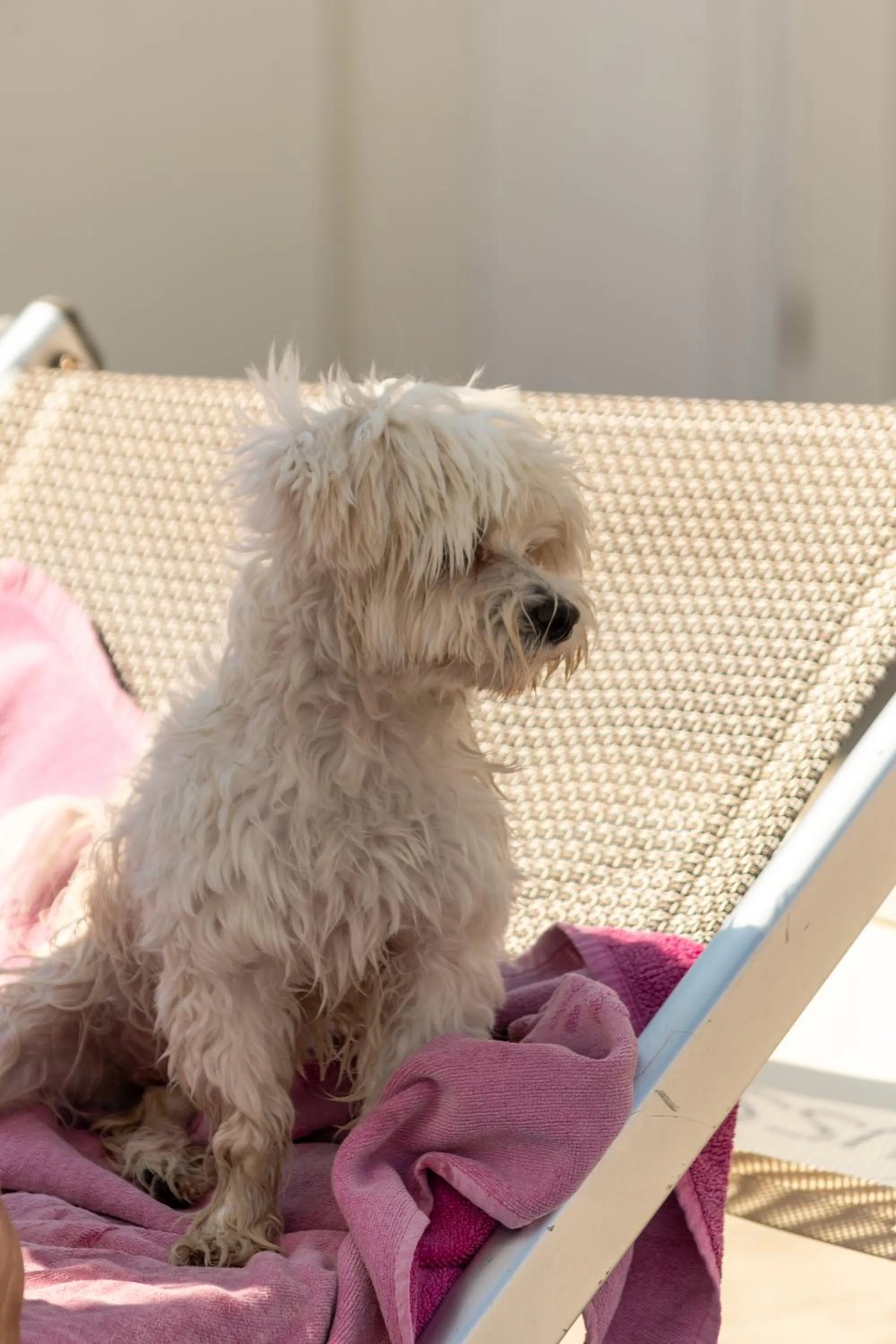 Pets in Hotel Negresco