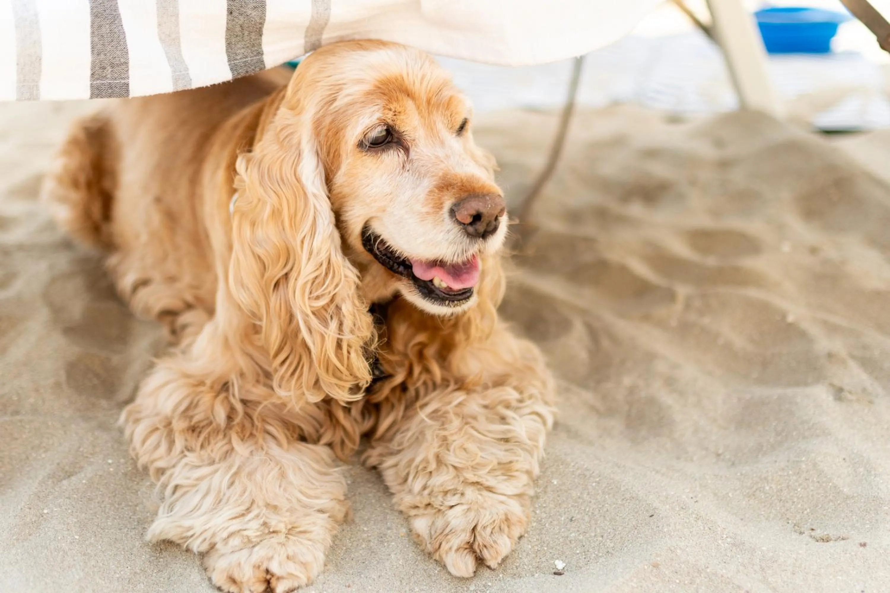 Guests in Hotel Negresco