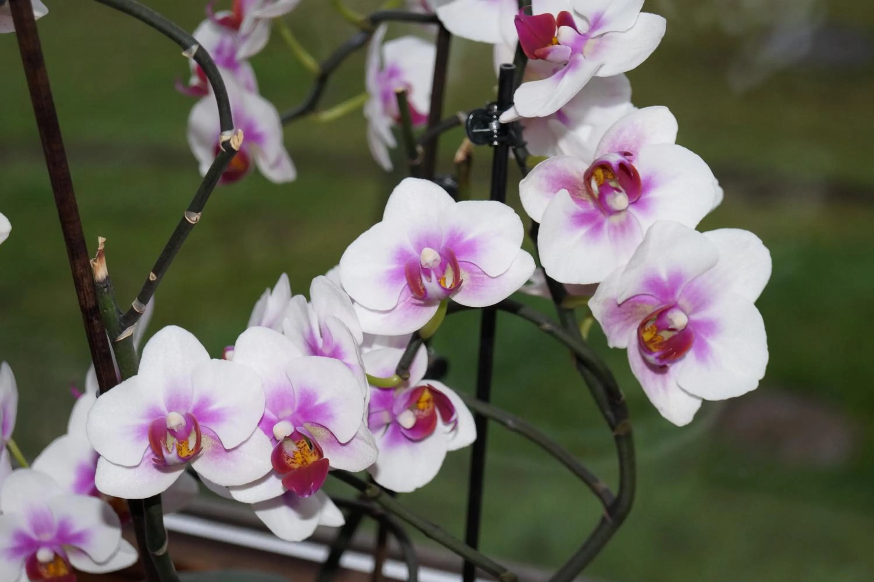 Landgasthof Restaurant Laibach