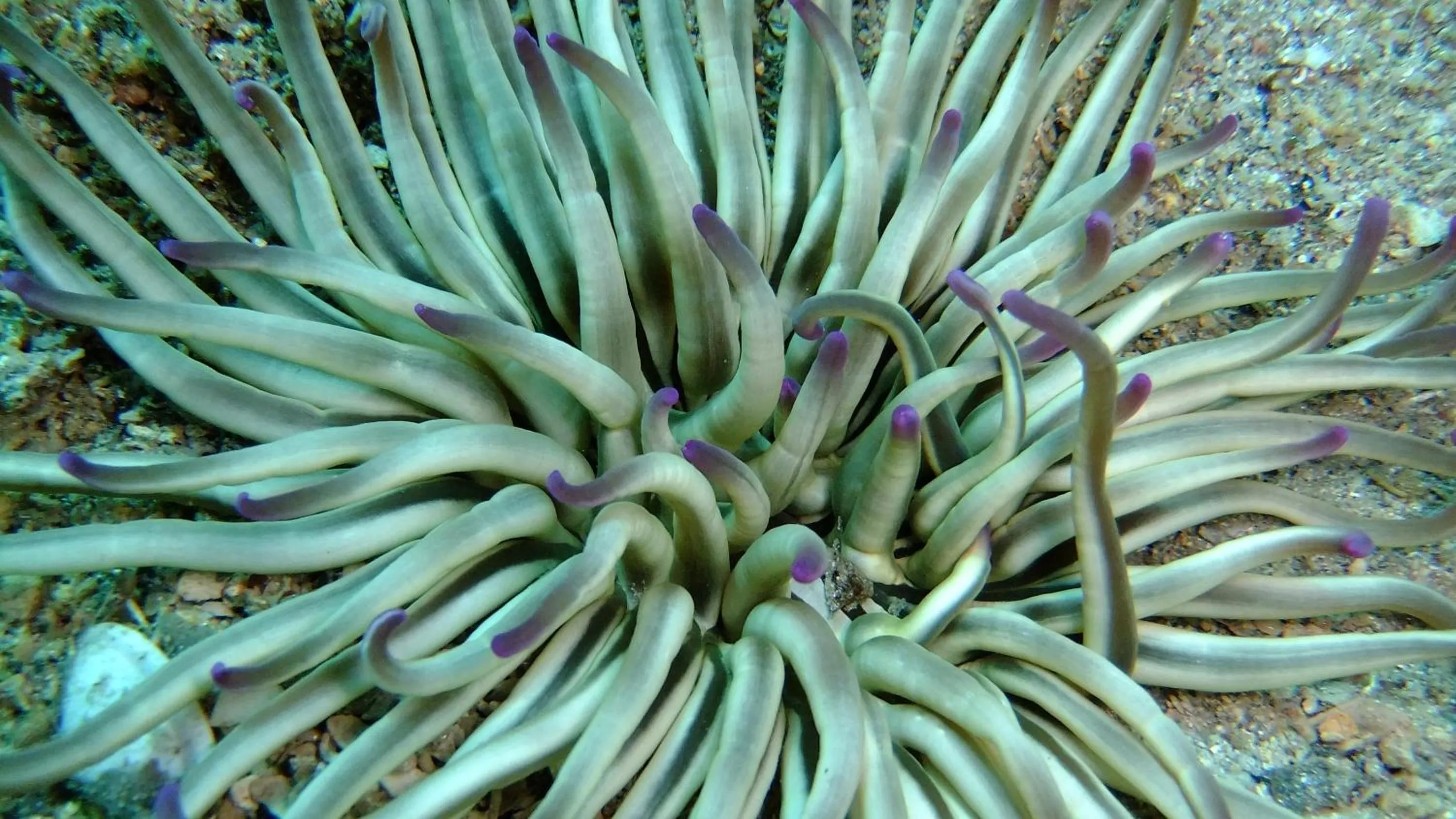 Snorkeling in Cape Kanapitsa Hotel & Suites