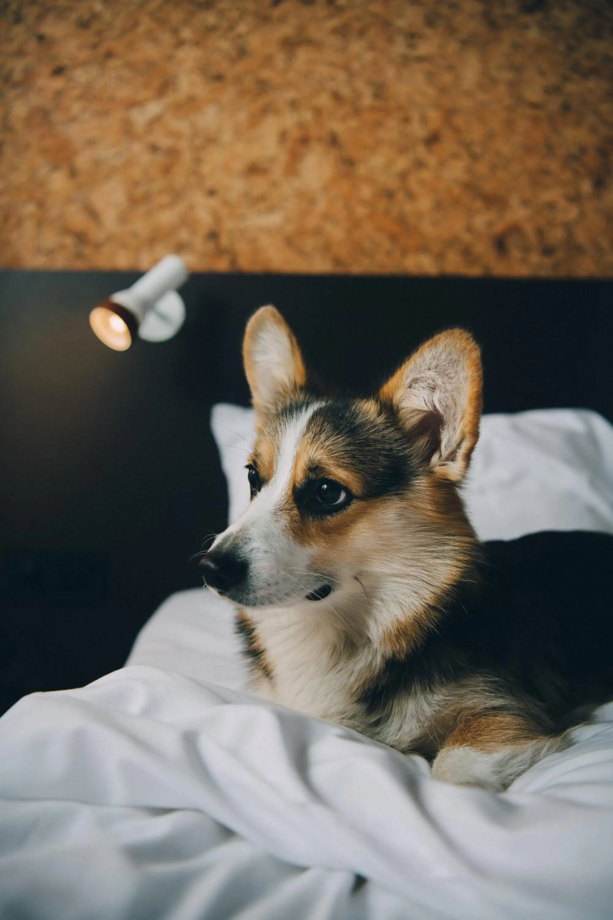 Animals in Comfort Hotel Arlanda Airport Terminal