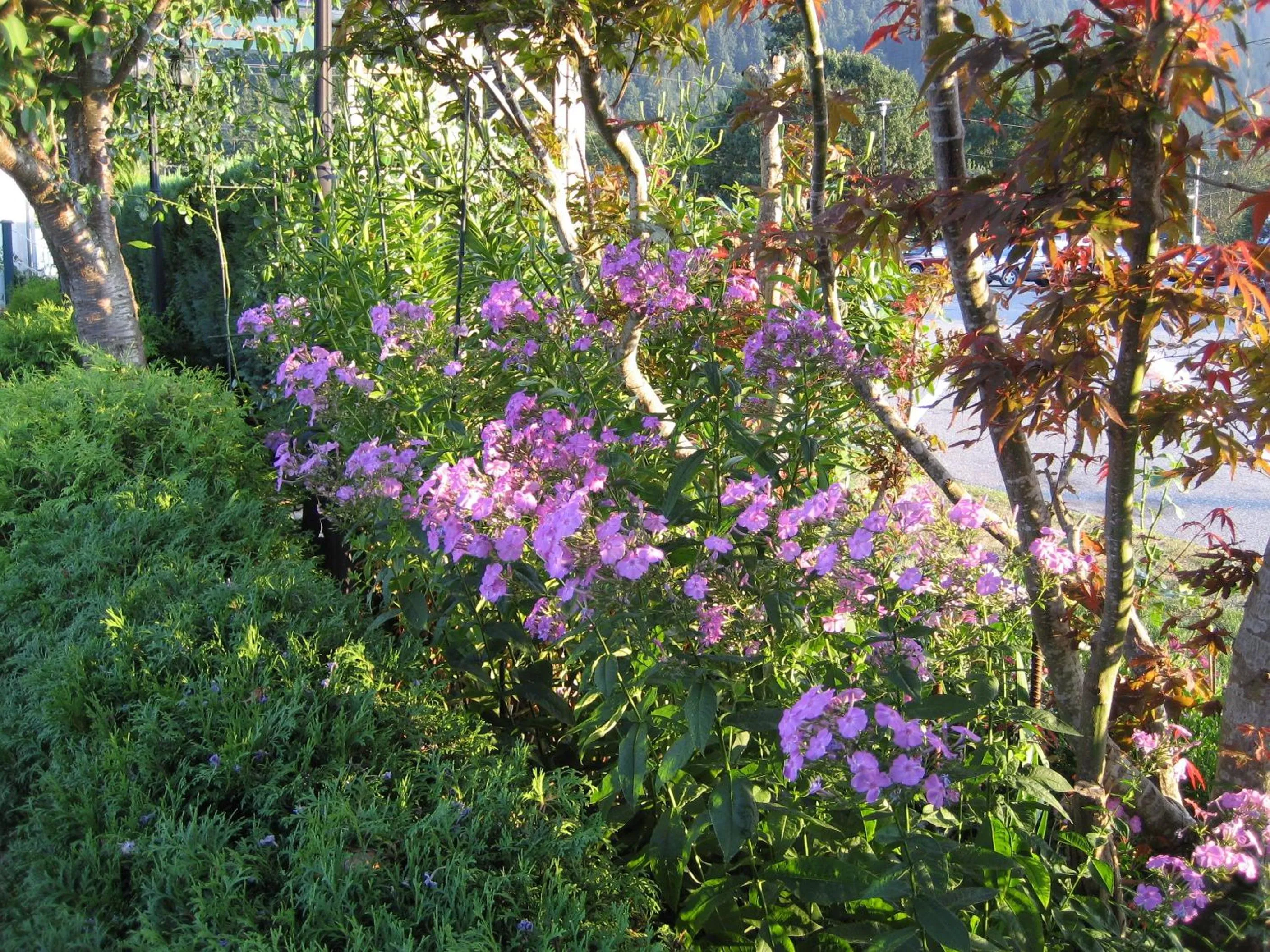 Natural landscape in Slumber Lodge