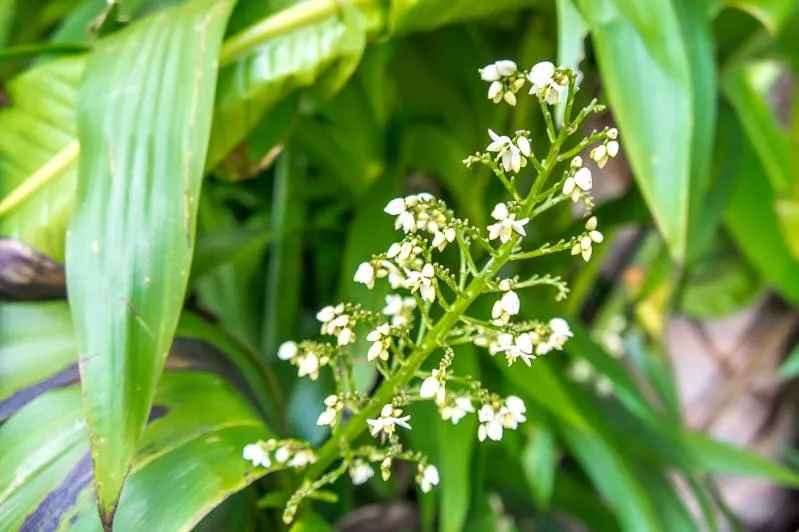 Visal Sak Guesthouse