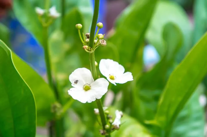 Visal Sak Guesthouse