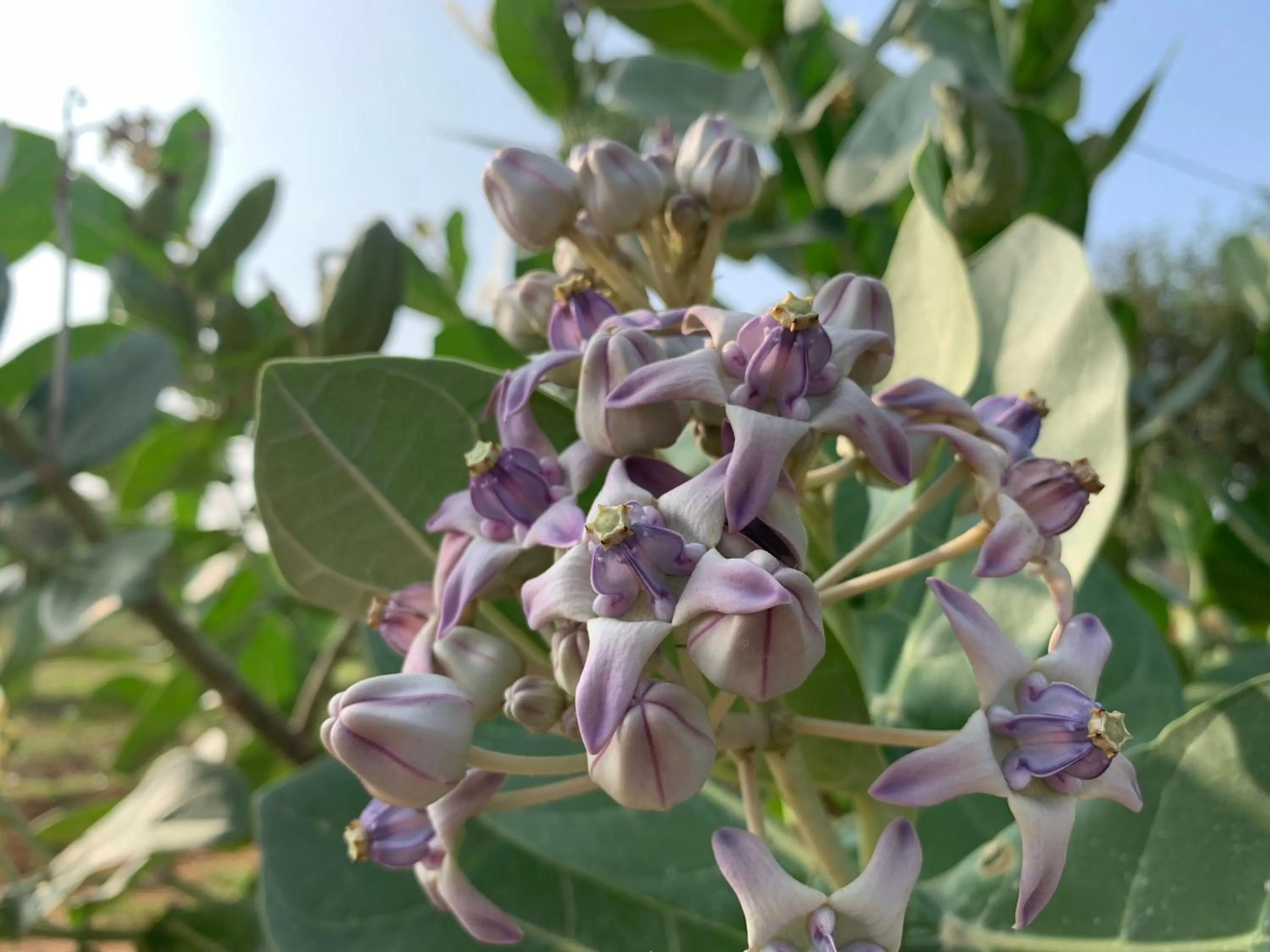 Thihawa Eco Huts Yala