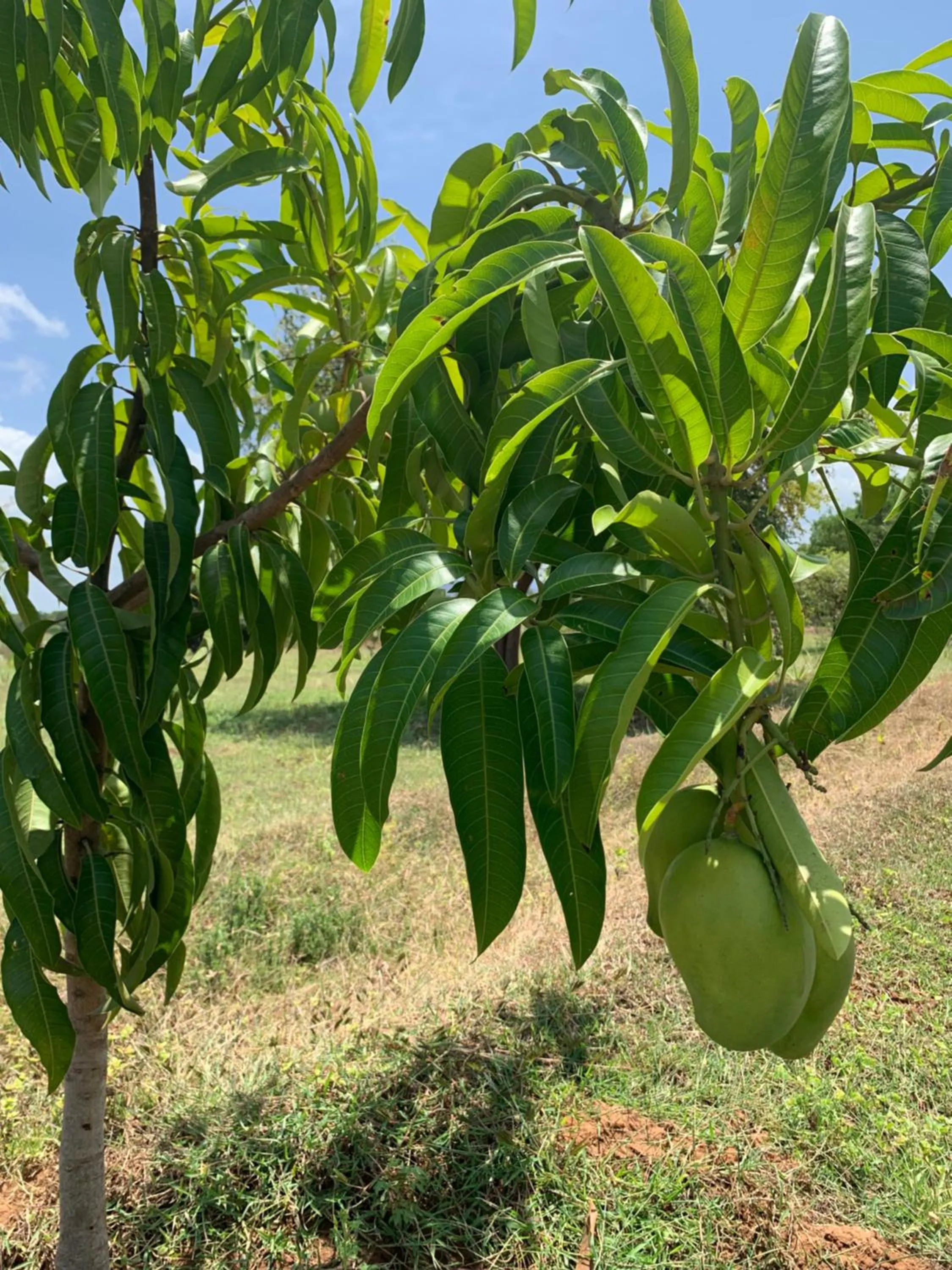 Thihawa Eco Huts Yala