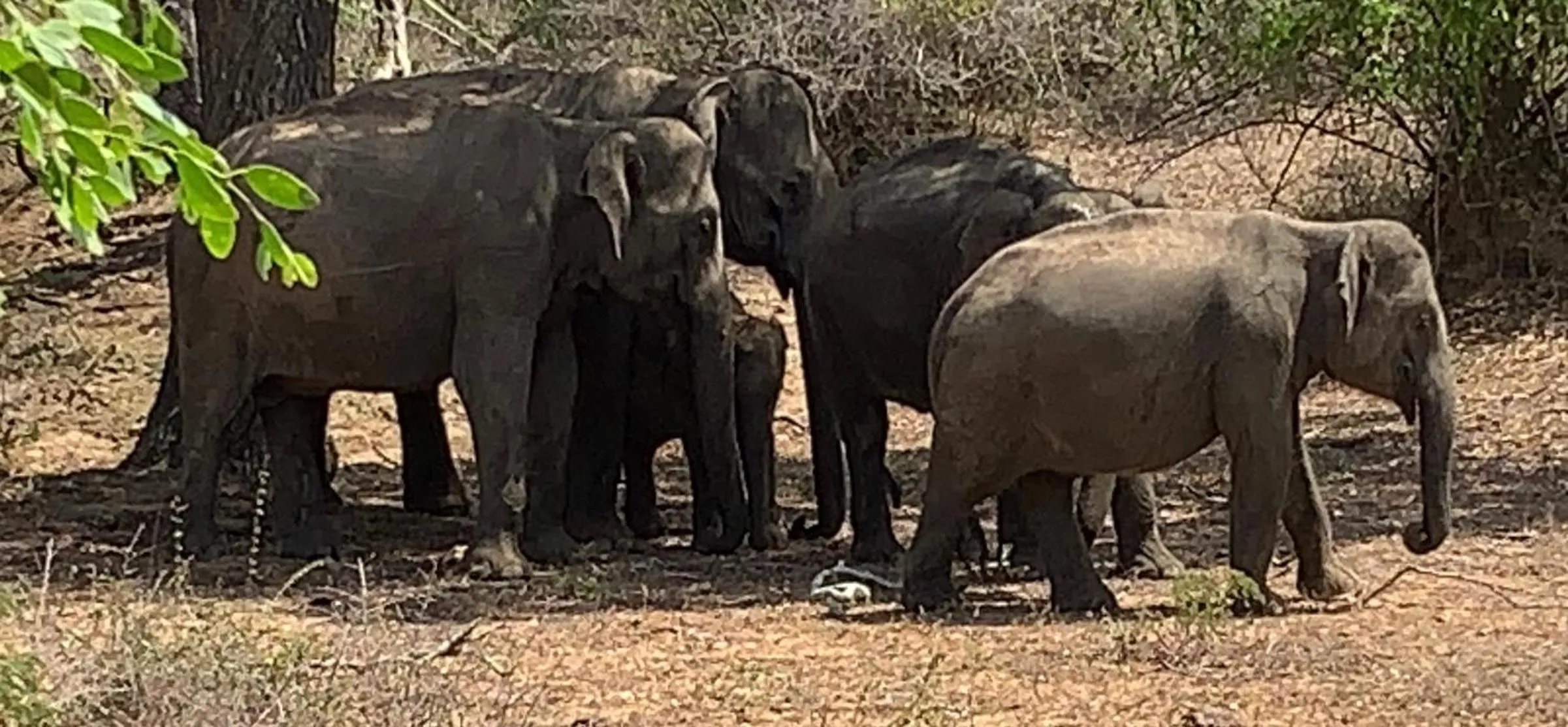 Thihawa Eco Huts Yala