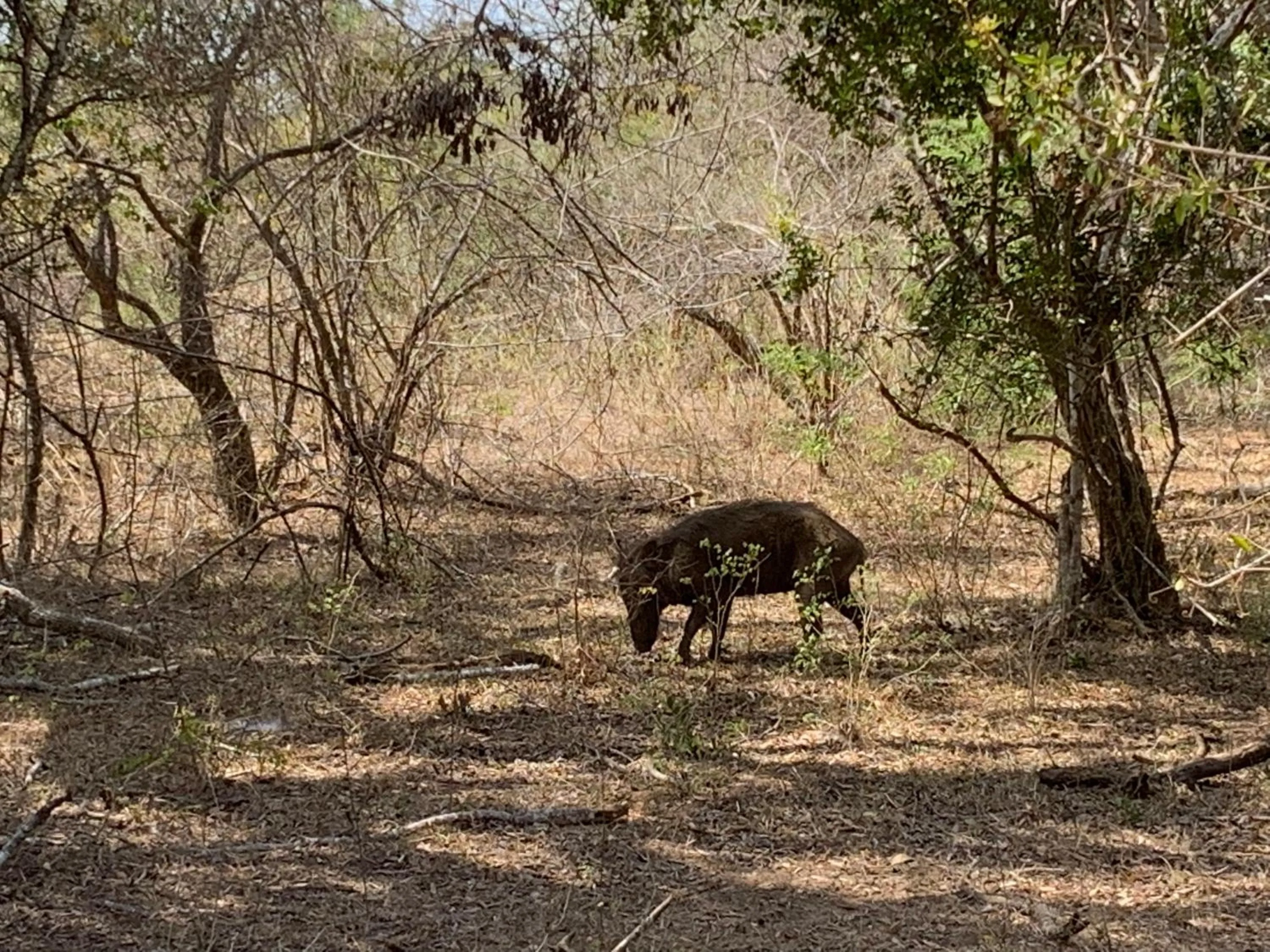 Thihawa Eco Huts Yala